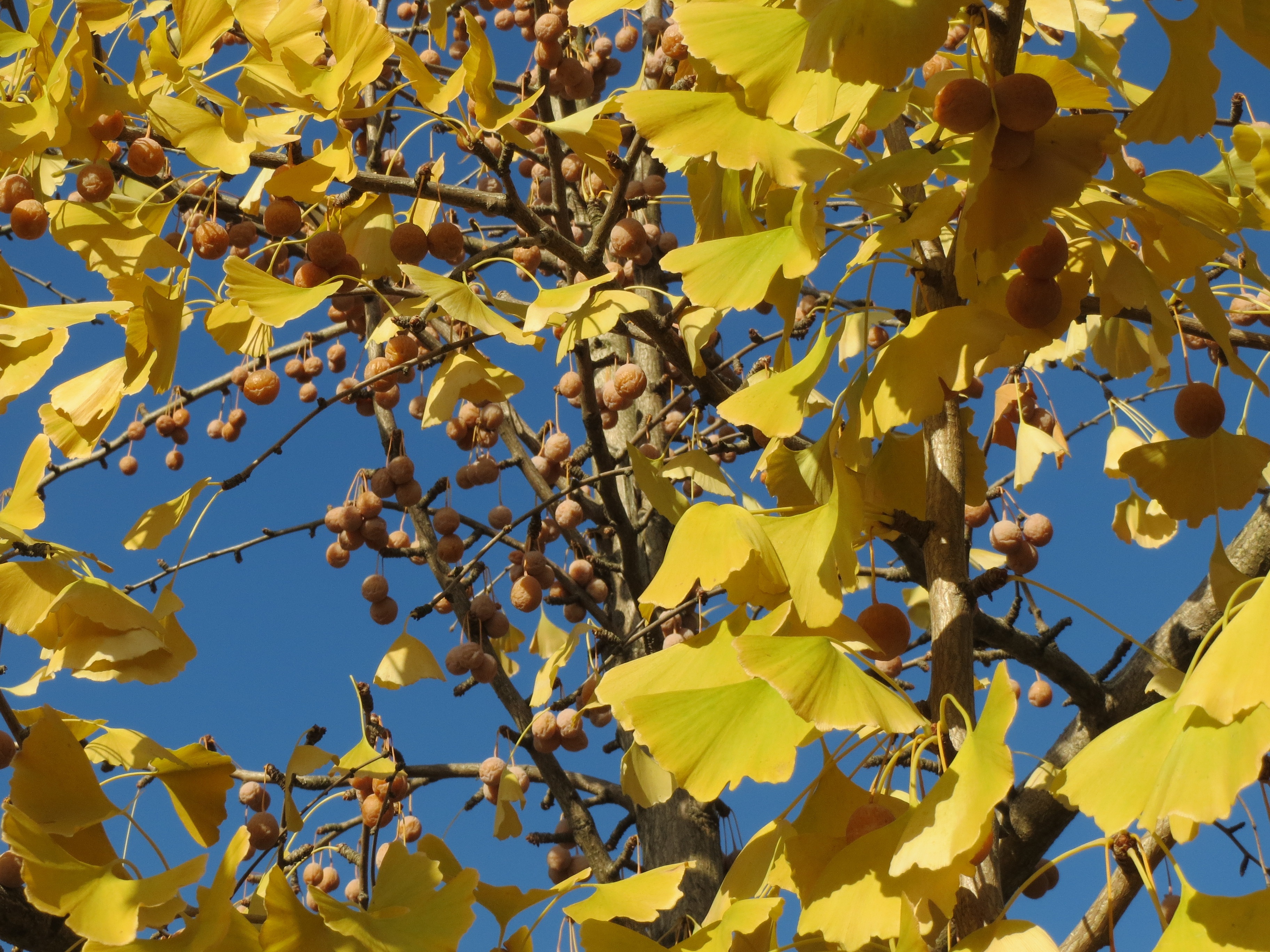 maidenhair tree, day, plant part, ginkgo biloba, one animal, no people, animal themes, tree, animals in the wild, ginkgo, leaf, outdoors, nature, leaves, HD Wallpaper