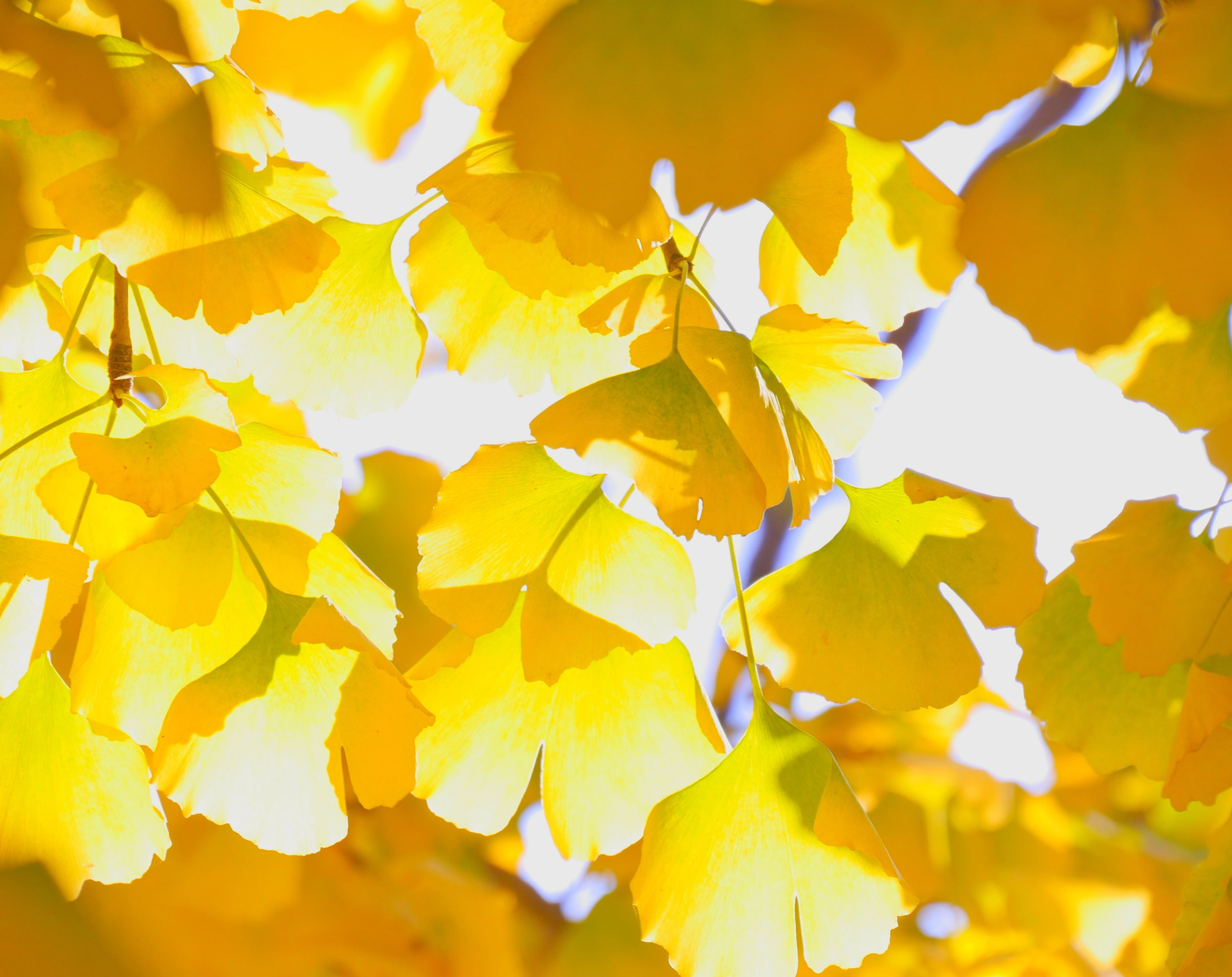 freshness, nature, beauty in nature, Fall, Yellow, day, change, Gold, flower head, plant part, close-up, Branch, ginkgo, flower, fragility, growth, Leaves, HD Wallpaper
