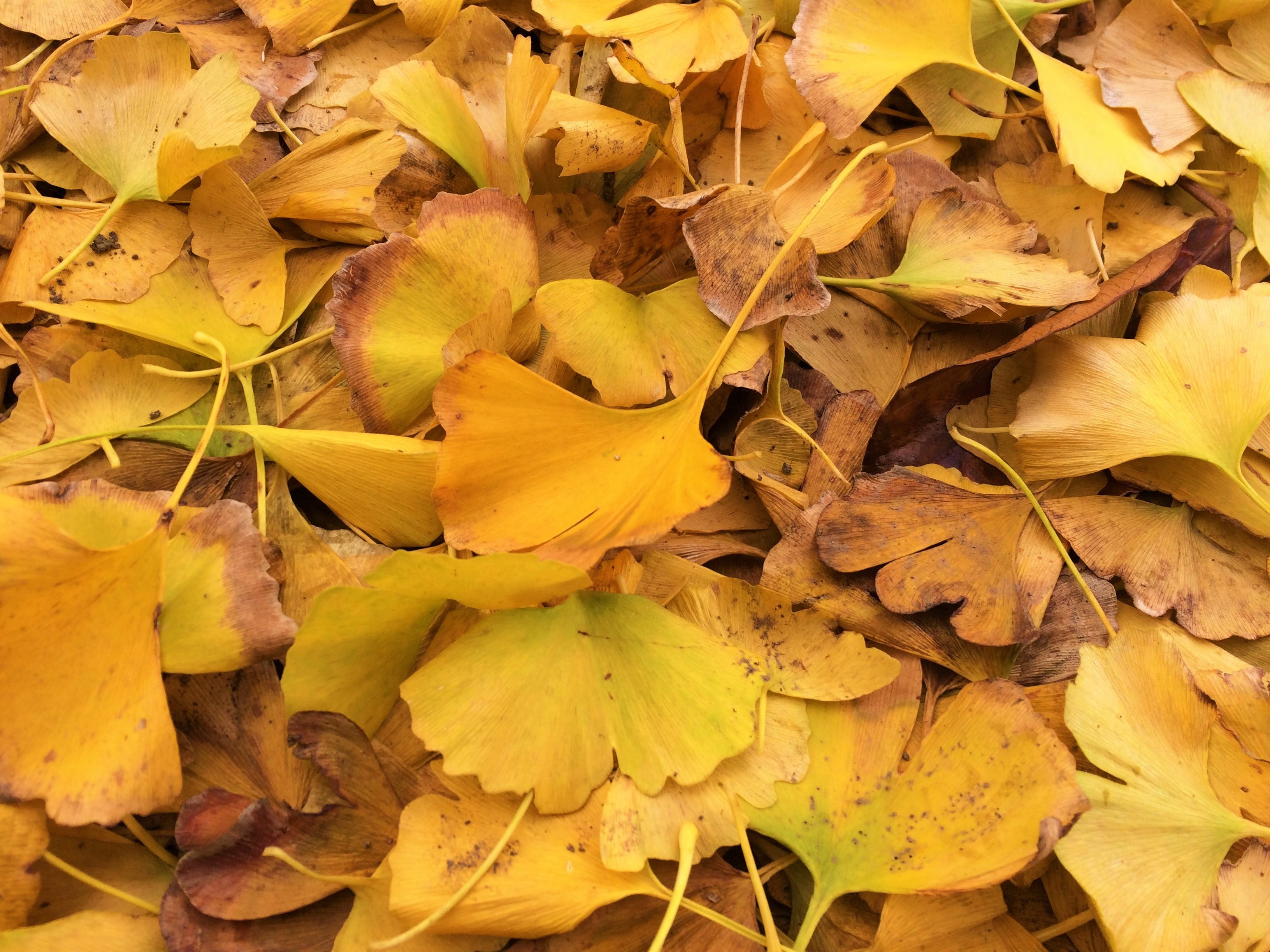 otsu park, full frame, backgrounds, vein, vulnerability, plant, leaves, autumn, multi Colored, outdoors, natural condition, abundance, change, high angle view, HD Wallpaper