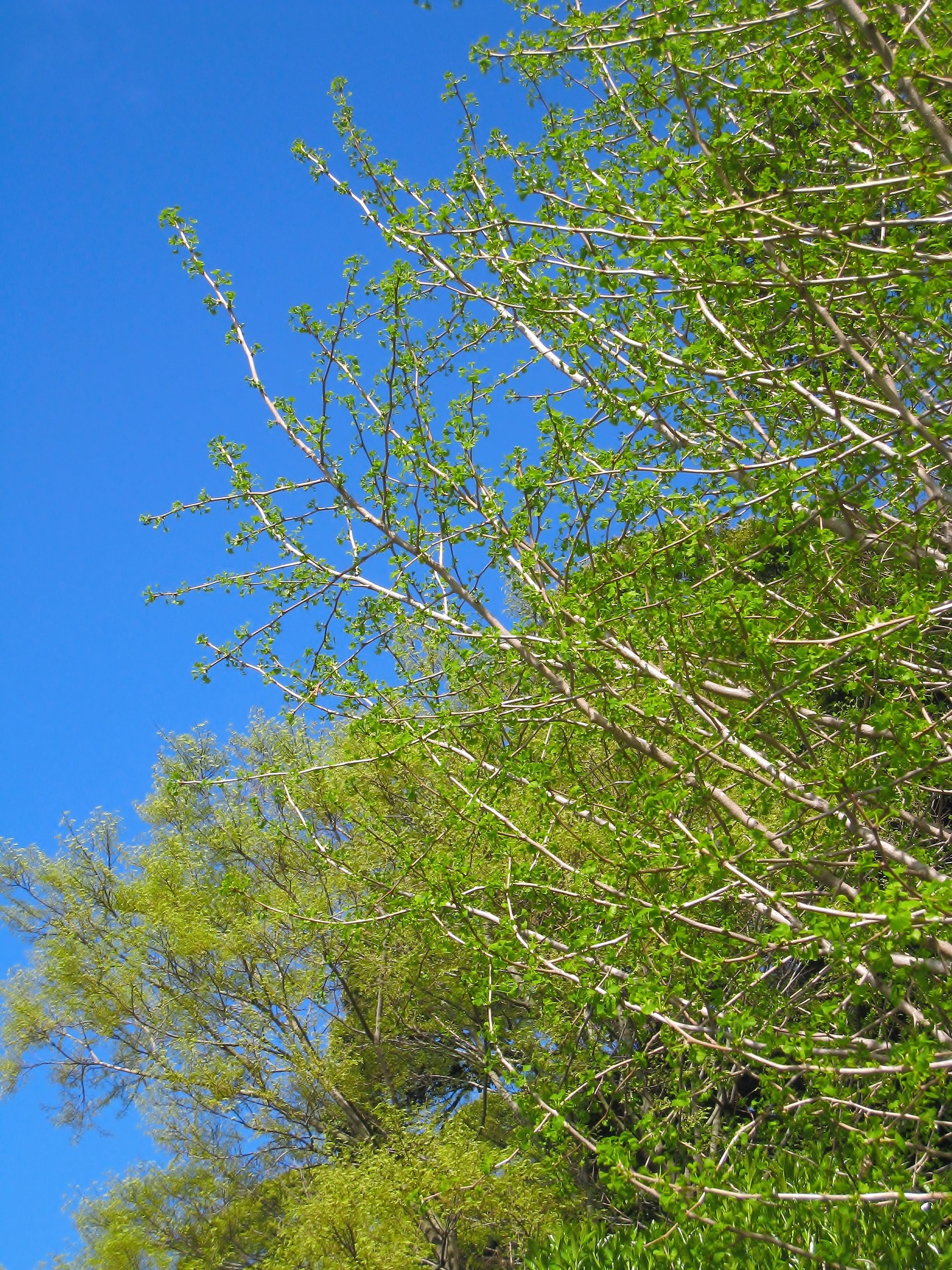 tranquil scene, blue, sunlight, bright green, low angle view, plant, april, outdoors, yokosuka, maidenhair tree, ginkgo biloba, nature, new shoots, kanagawa japan, Phone HD Wallpaper