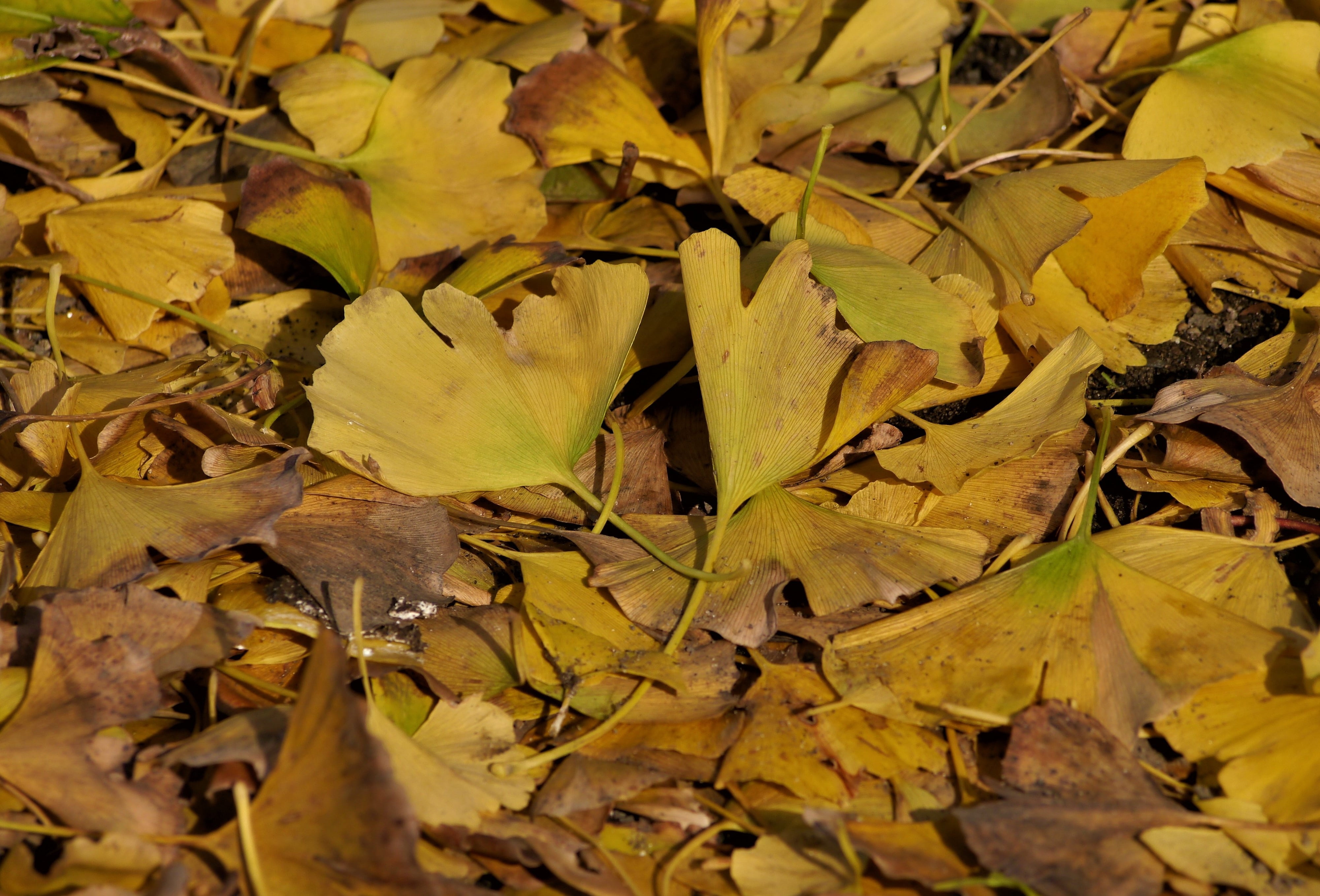 dried, outdoors, land, leaves, high angle view, yokosuka, 4K, no people, dry, leaf, day, autumn, maidenhair tree, close-up, branch, otsu park, change, HD Wallpaper