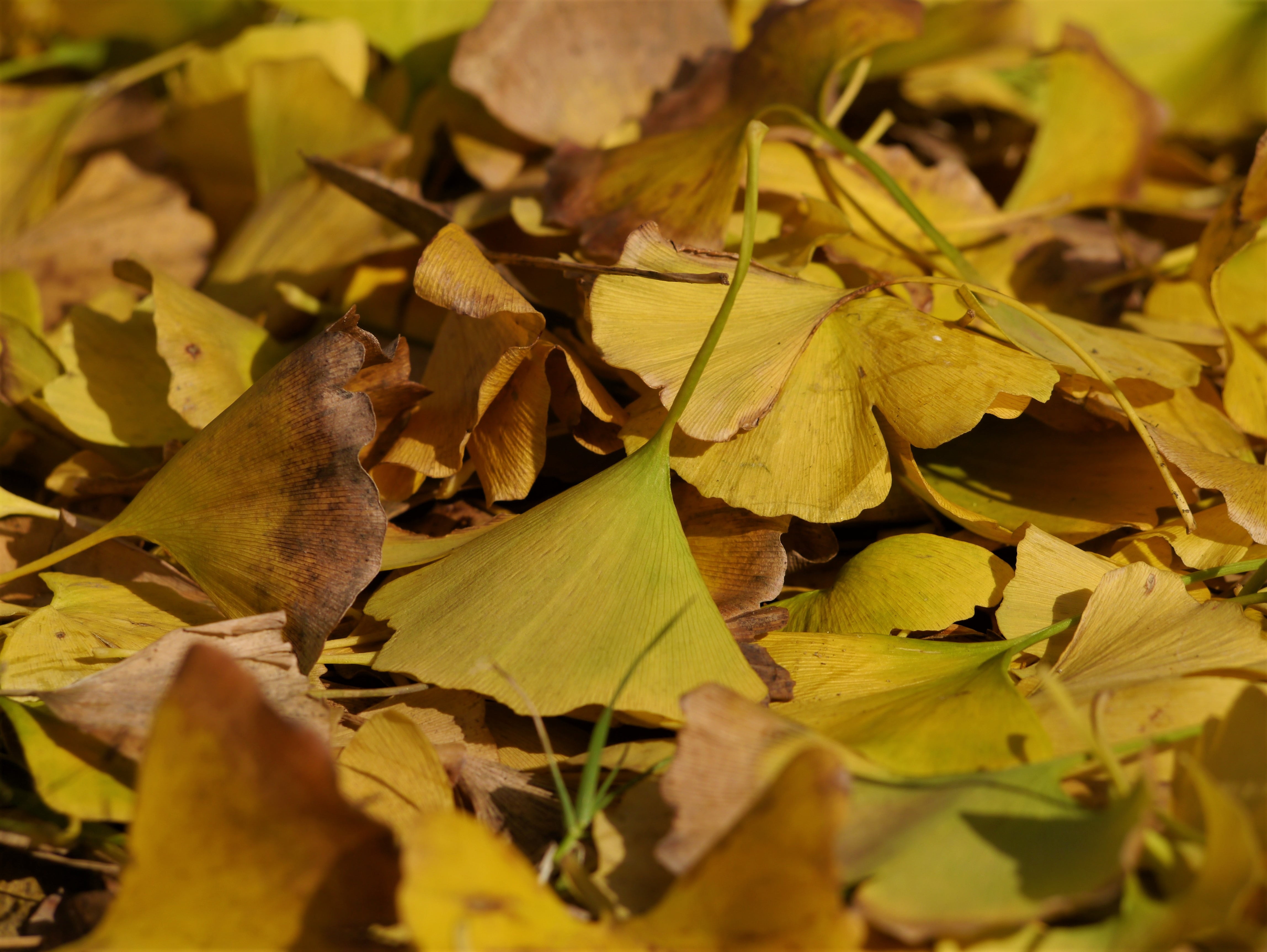 maidenhair tree, late autumn, 4K, plant part, close-up, vein, huang, falling, yellow leaves, plant, sunlight, japan, full frame, leaf, leaves, autumn, HD Wallpaper