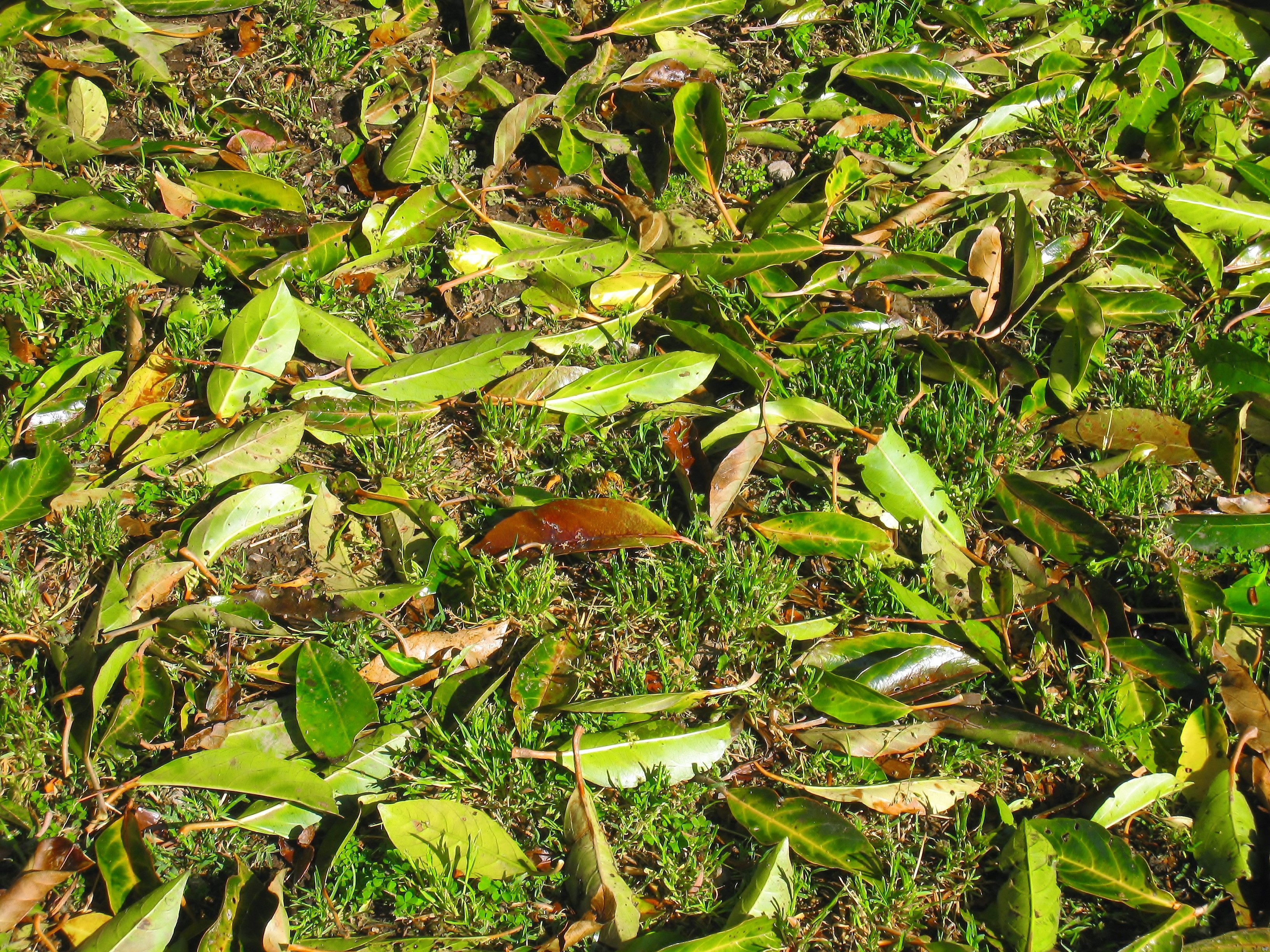 kanagawa japan, no people, high angle view, 2K, leaves, leaf, grass, outdoors, close-up, japan, tranquility, plant part, land, green color, nature, april, HD Wallpaper