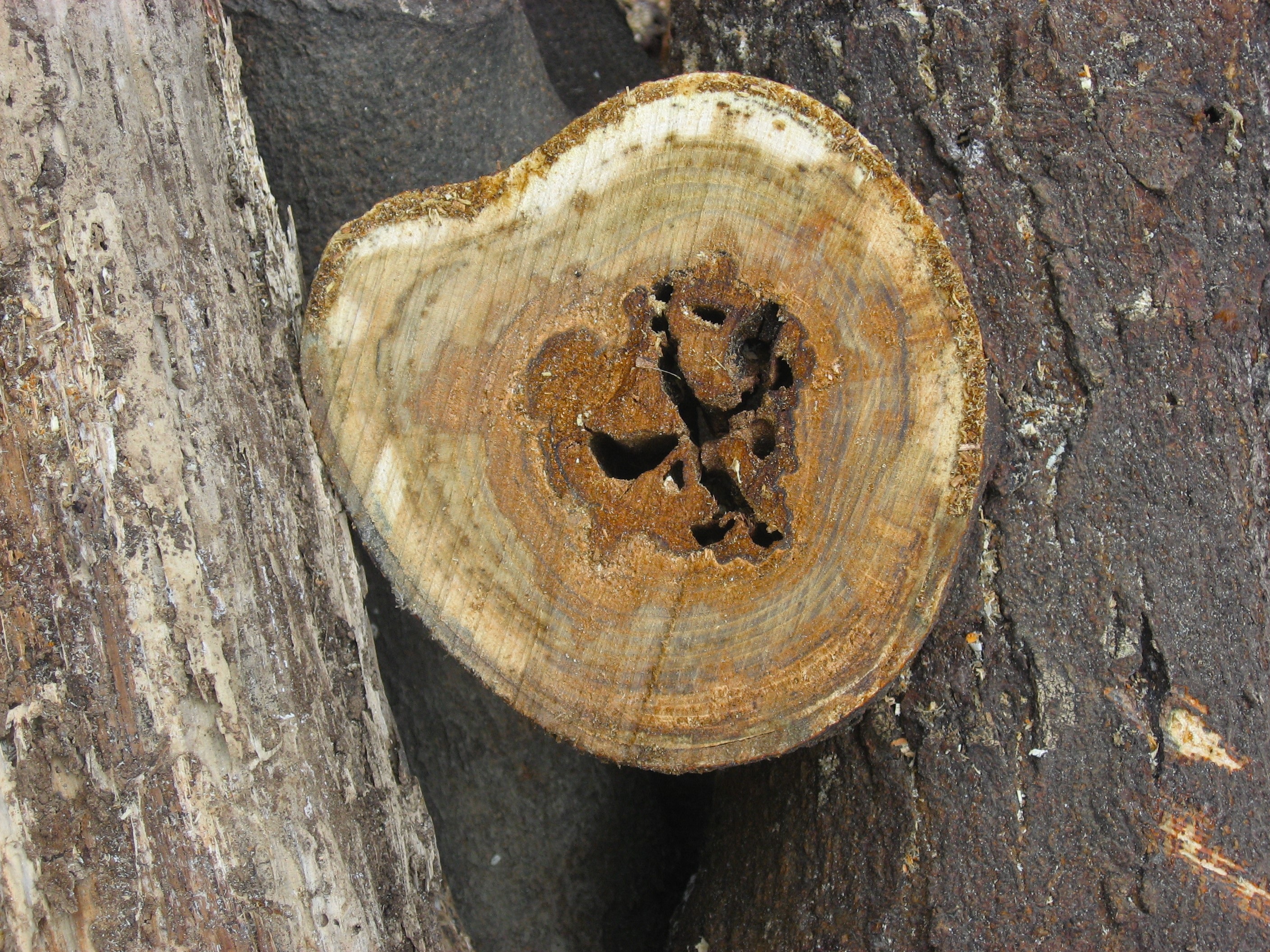 close-up, still life, tree rings, textured, shape, day, otsu park, bark, rusty, outdoors, sunlight, japan, high angle view, stump, weathered, 2K, kanagawa japan, HD Wallpaper