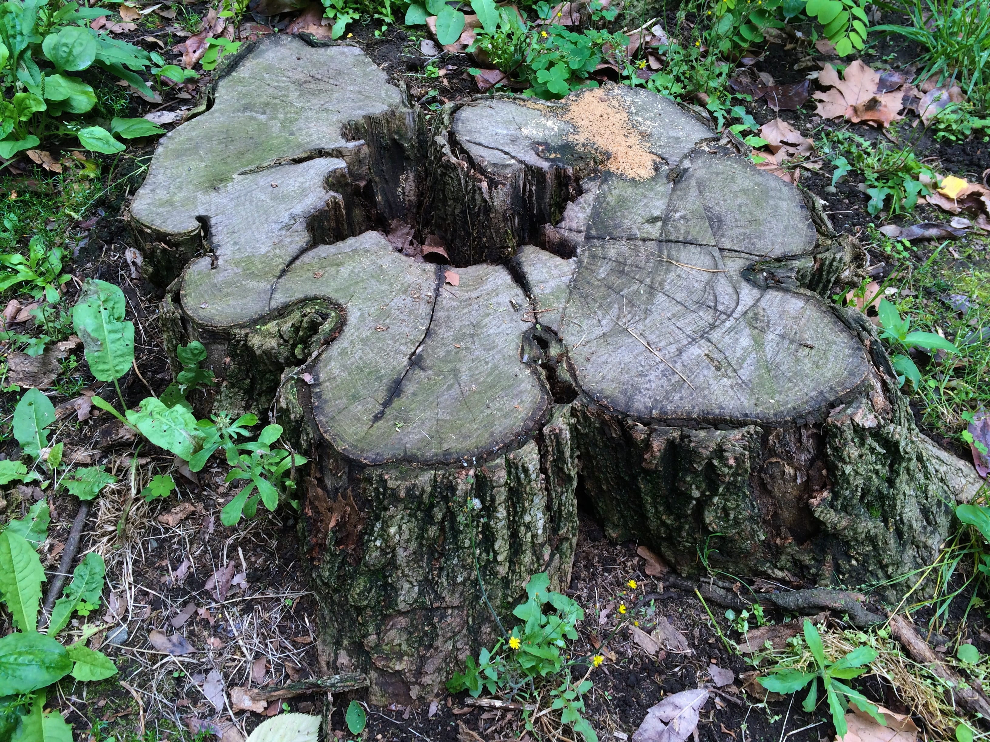 no people, high angle view, japan, day, fungus, forest, tree trunk, otsu park, nature, tree, plant, growth, trunk, tranquility, bark, yokosuka, plant part, HD Wallpaper