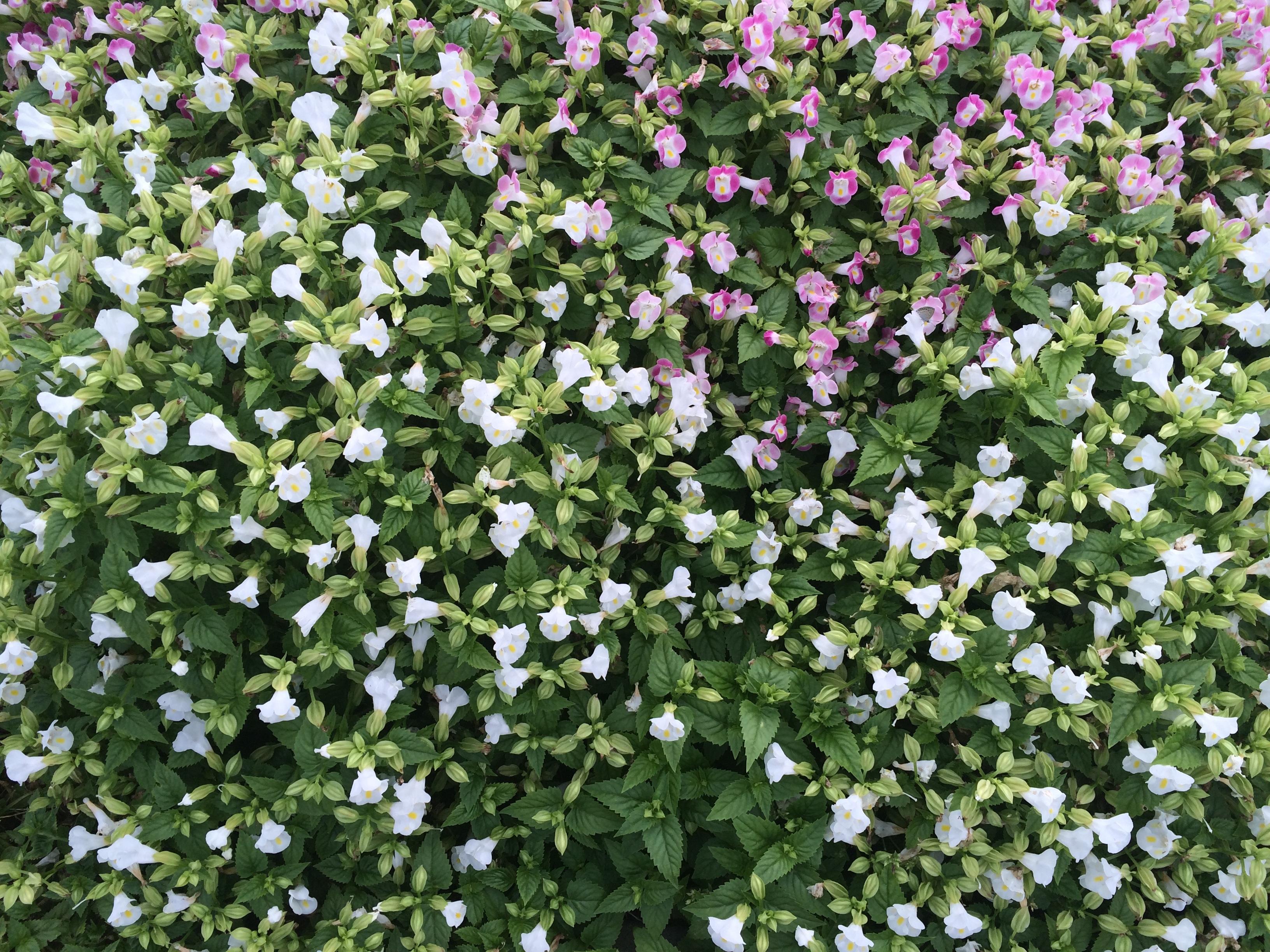 full frame, otsu park, botany, nature, flower bed, freshness, floret, flower head, leaf, green color, flowers, 2K, plant, japan, no people, yokosuka, day, HD Wallpaper