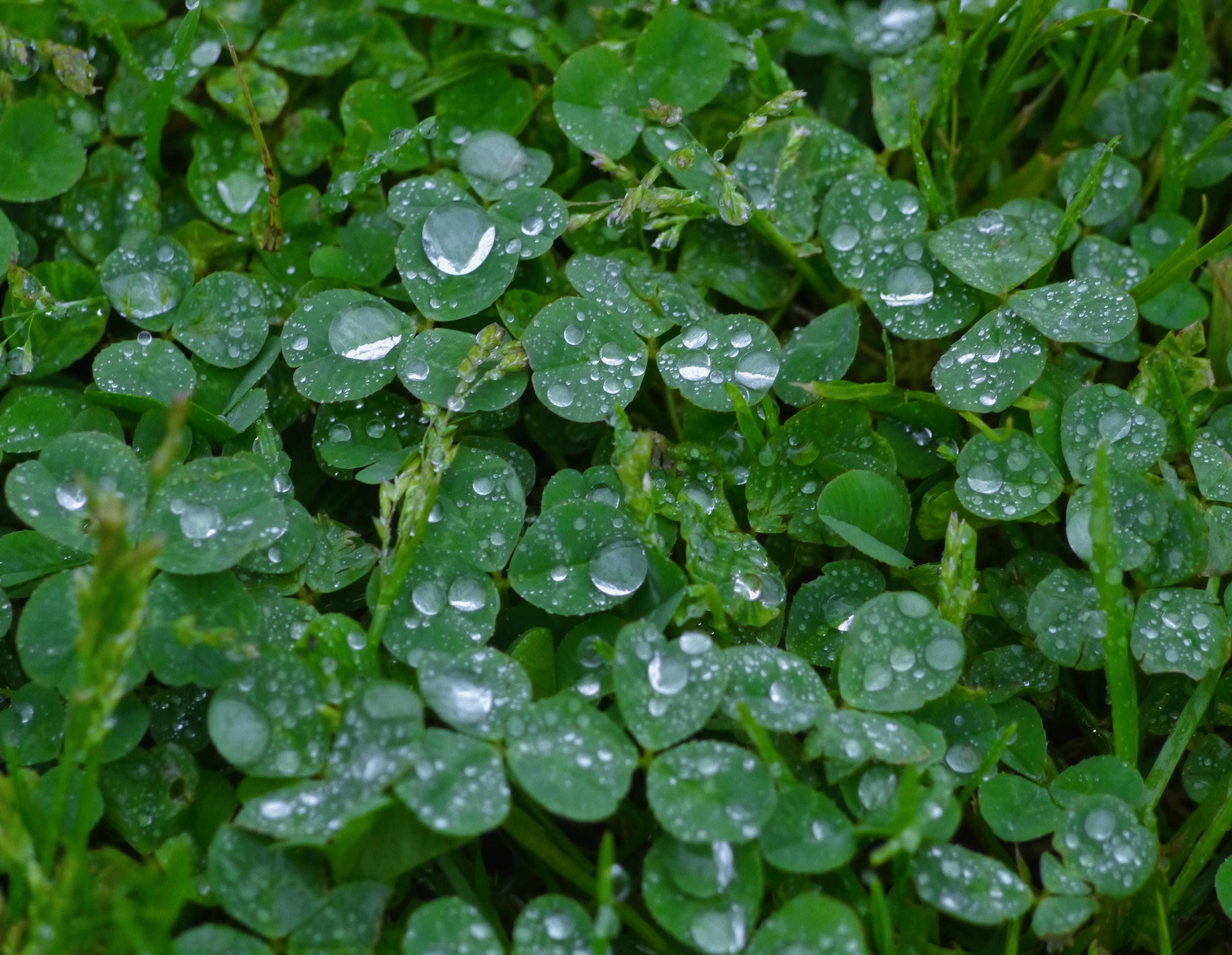 plant part, 2K, full frame, weed, beauty in nature, outdoors, earth, yokosuka, no people, green, antomasako, leaf, water, Drop, plant, growth, rainy season, HD Wallpaper