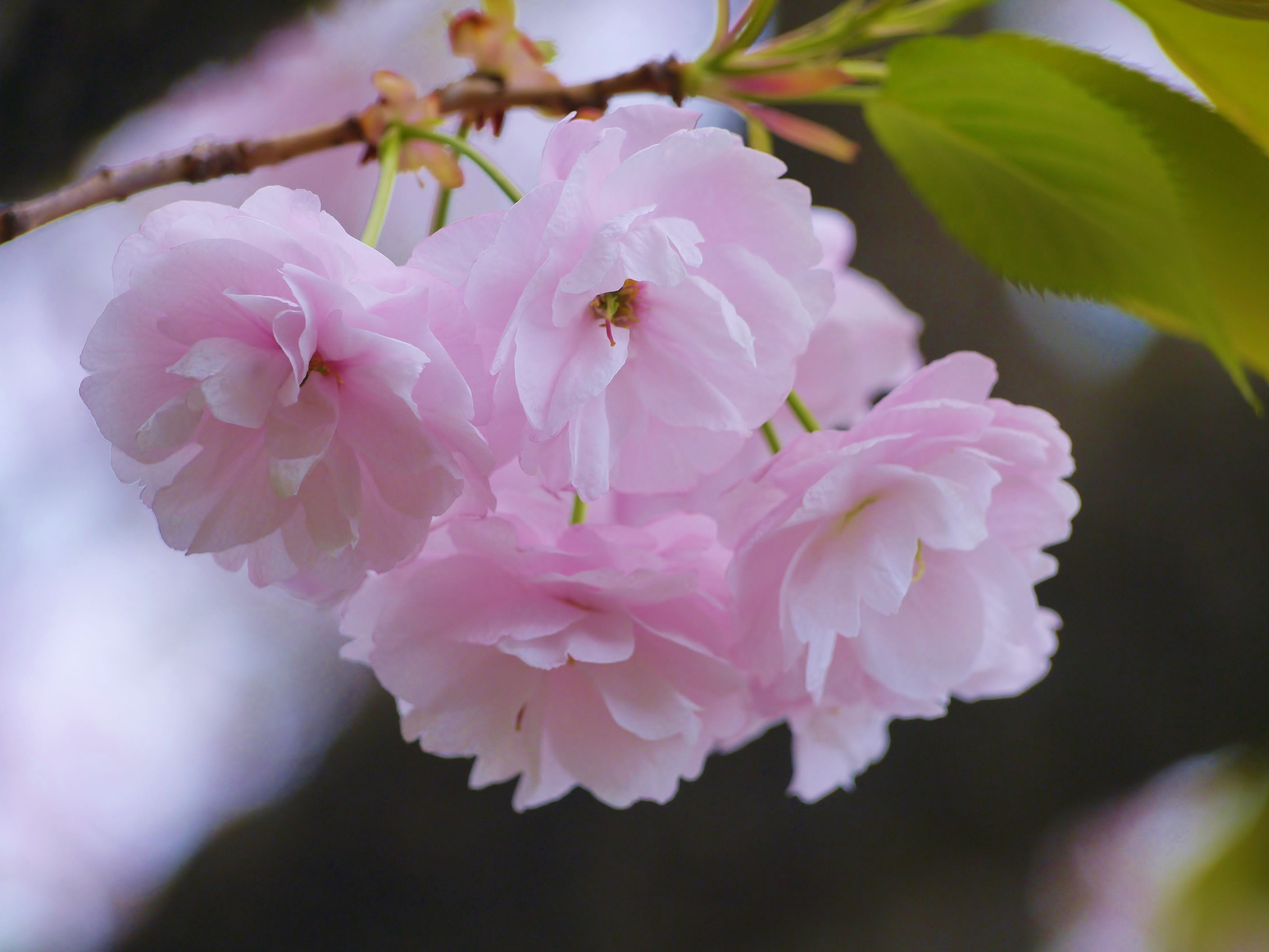 flowering plant, vulnerability, blossom, close-up, branch, fragility, japan, pink, inflorescence, no people, leaf, karen, quiet, cherry tree, soft, up, HD Wallpaper