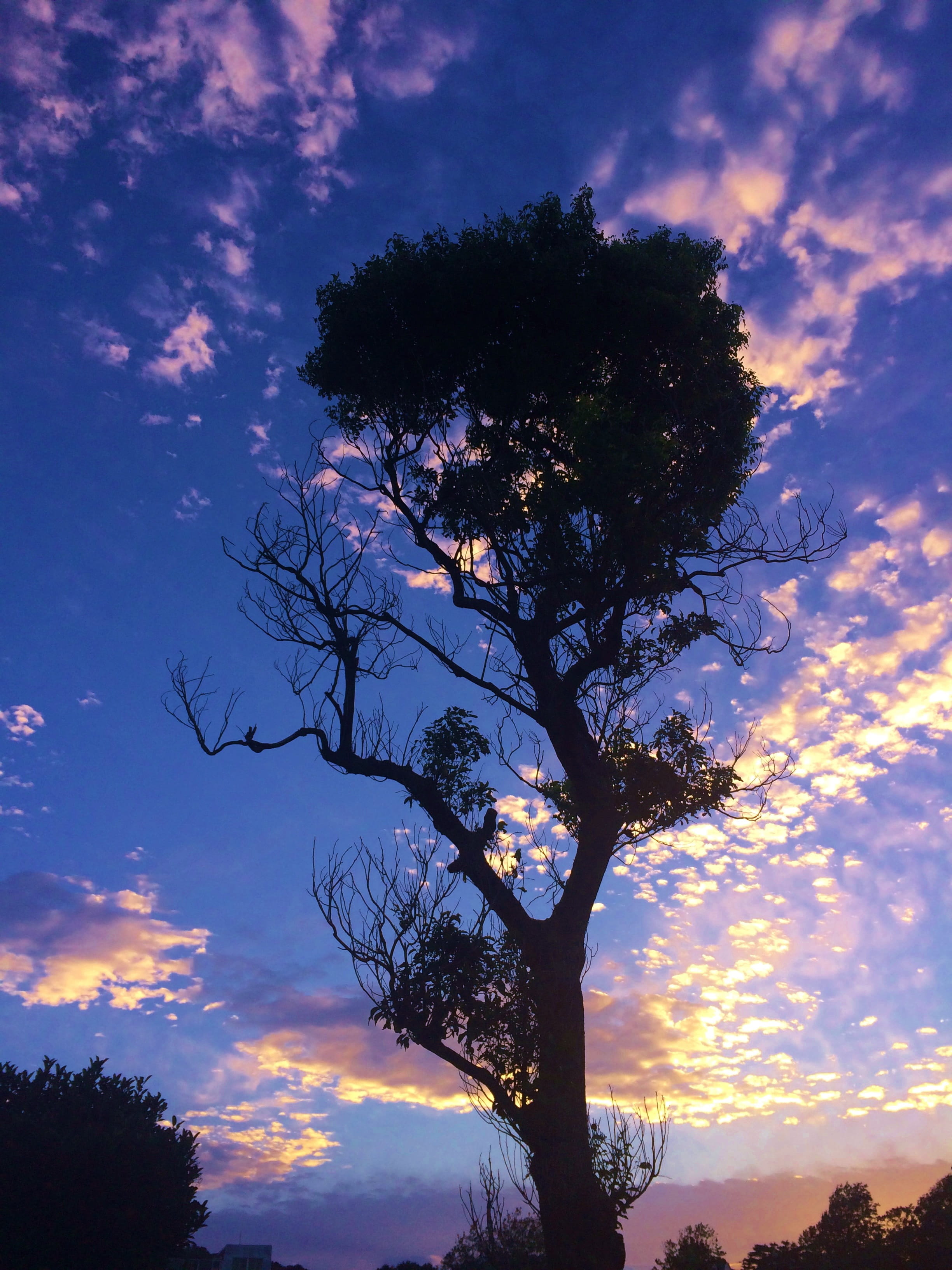 growth, tranquil scene, nature, silhouette, japan, orange, sunset, yokosuka, scenics - nature, otsu park, autumn, kanagawa japan, blue, sky, one tree, branch, Phone HD Wallpaper