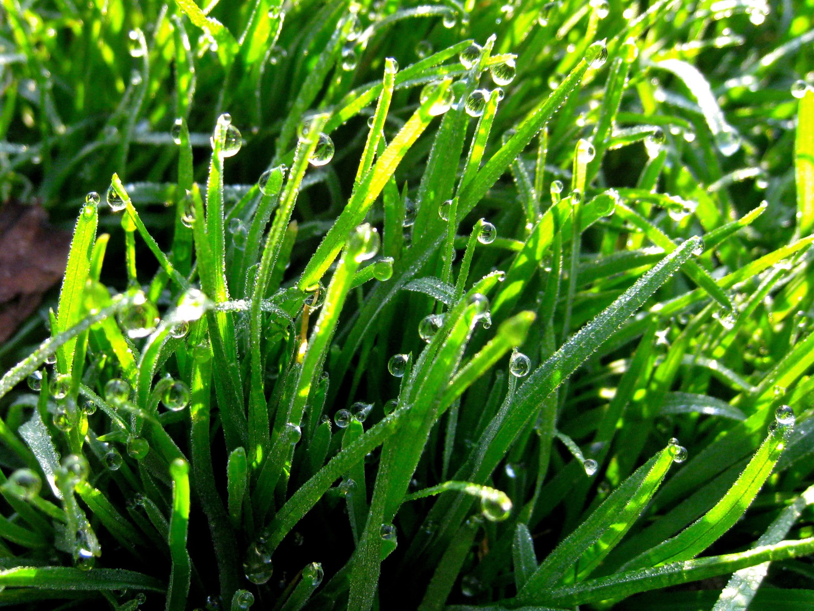 no people, beauty in nature, plant, japan, the morning dew, nature, raindrop, leaf, day, wet, close-up, green, green color, weed, drop, land, tranquility, HD Wallpaper