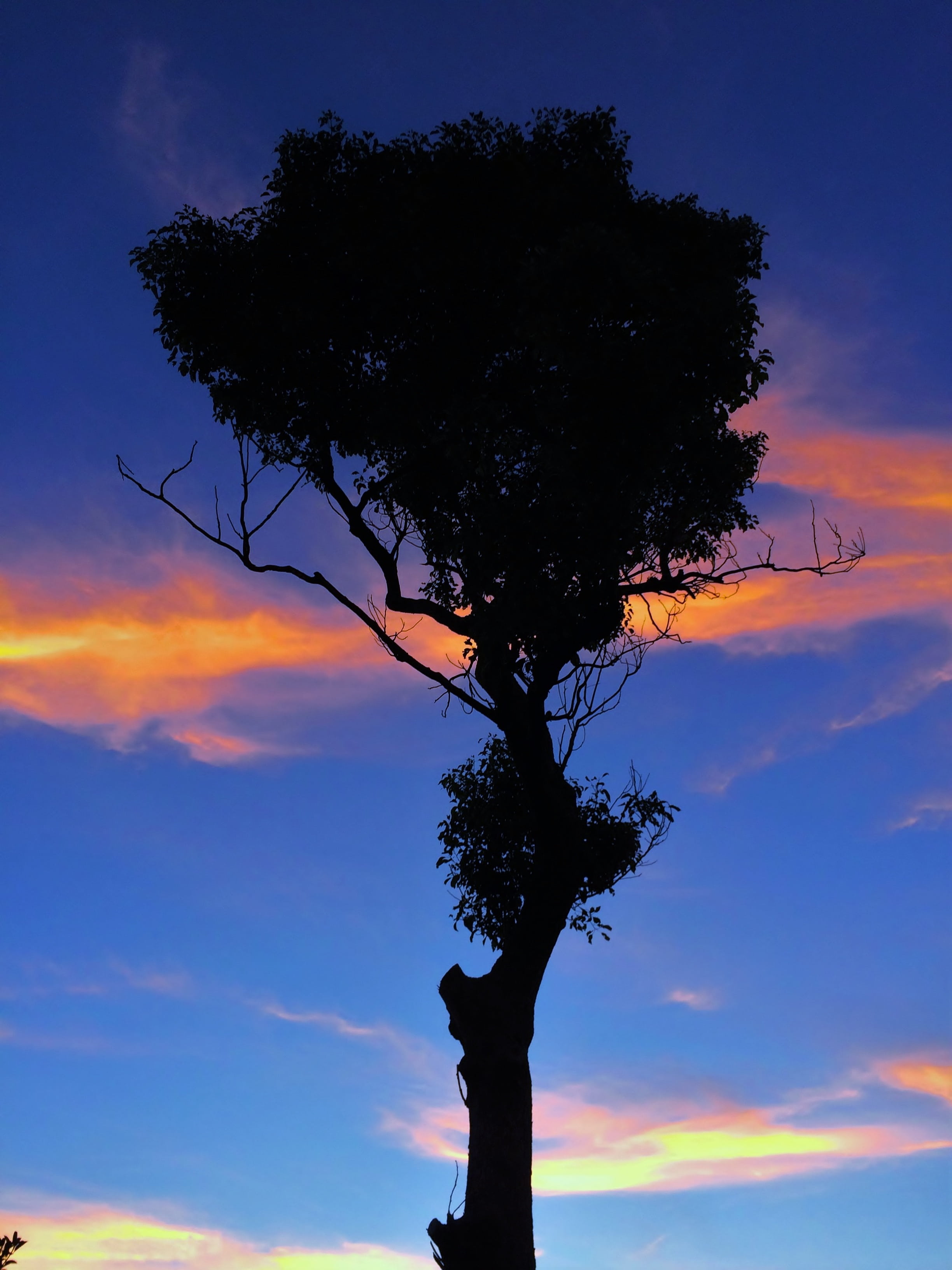 romantic sky, sky, beauty in nature, low angle view, sunset, cloud - sky, orange, blue, tree, tranquil scene, growth, silhouette, 2K, evening, twilight, Phone HD Wallpaper