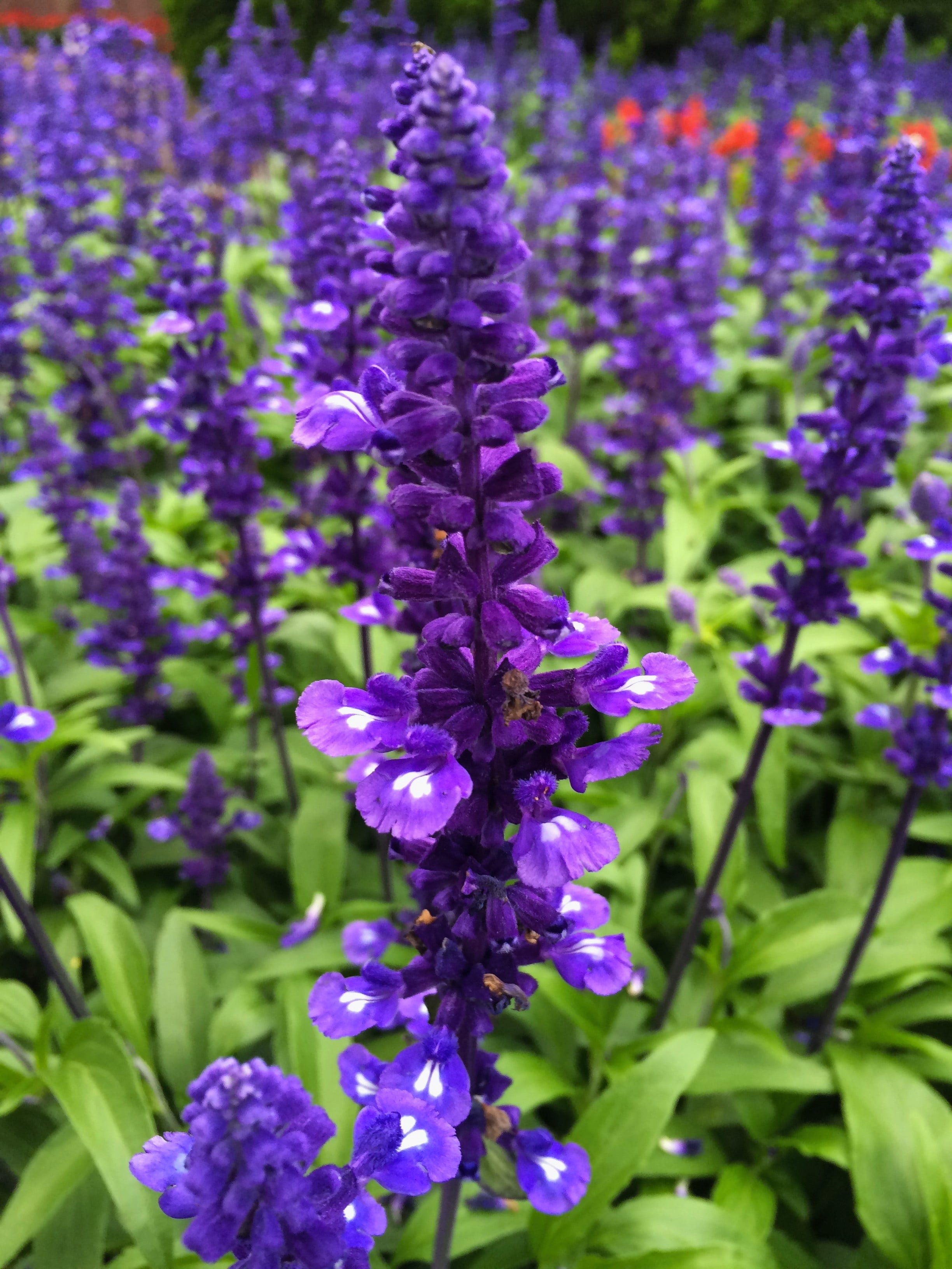 flower, blue sage, selective focus, nature, yokosuka, grass, leaf, otsu park, flowers, fragility, growth, blue-violet, vulnerability, close-up, japan, freshness, Phone HD Wallpaper