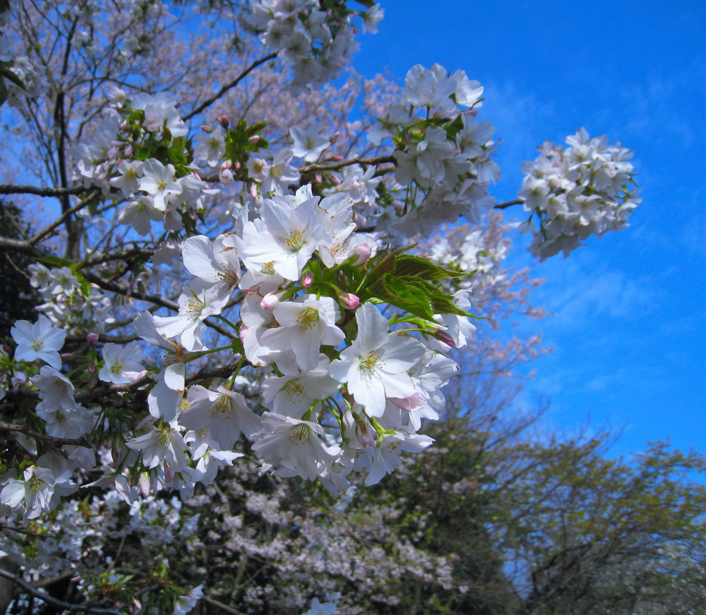 vulnerability, outdoors, branch, 2K, sky, plant, flower, japan, nature, cherry blossom, flowering plant, Cherry, Cherry Blossoms, beauty in nature, day, HD Wallpaper