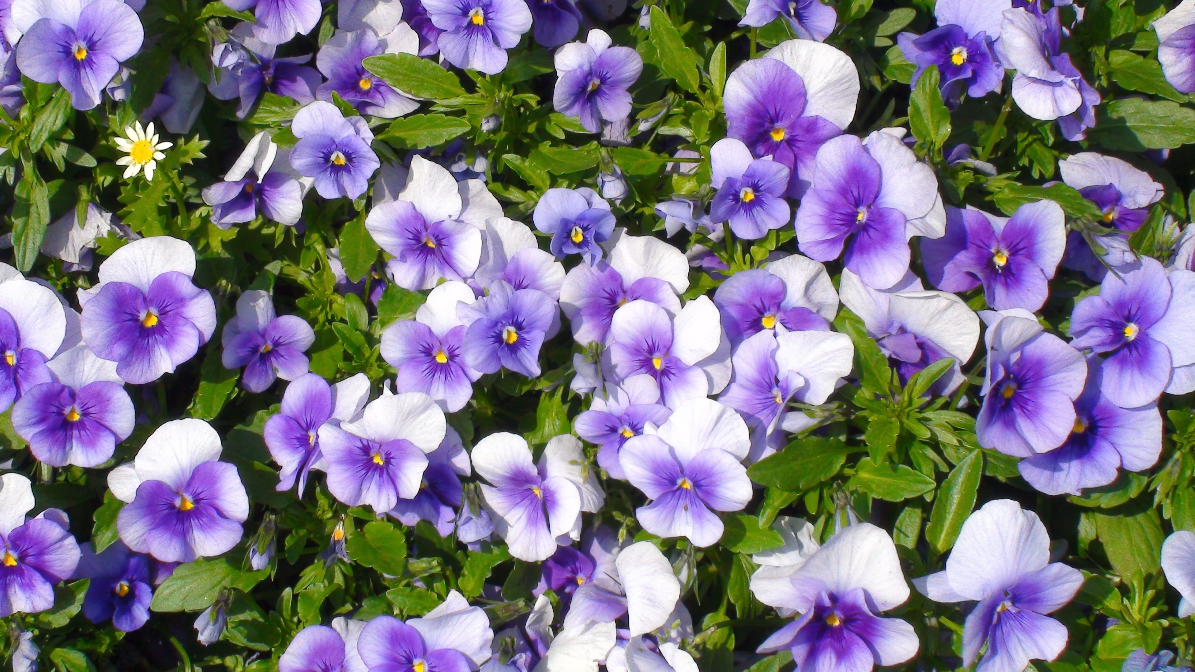 springtime, vulnerability, close-up, flowerbed, green, huang, growth, day, no people, Flowers, japan, Purple, flower head, land, otsu park, nature, high angle view, HD Wallpaper