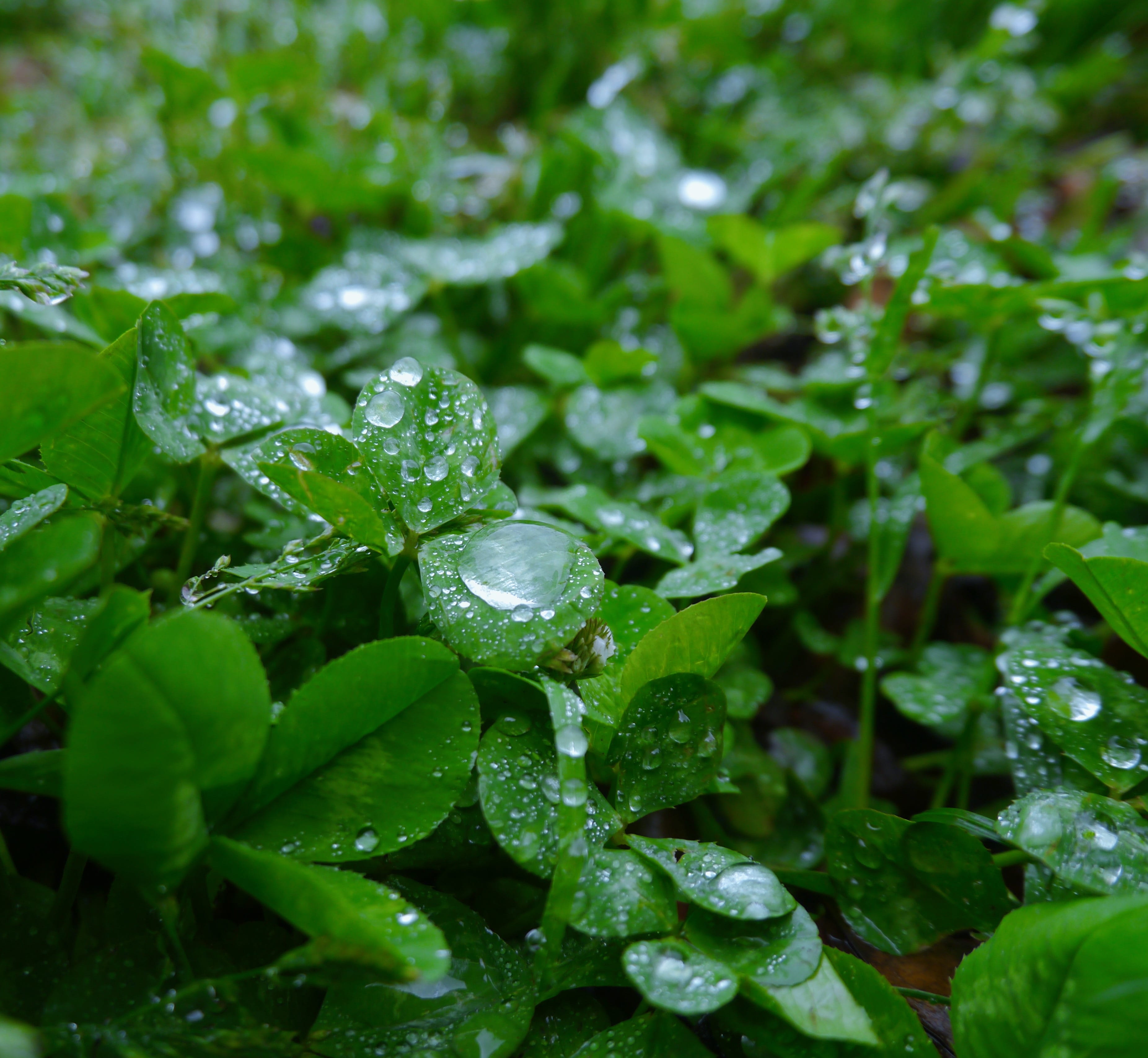 leaves, nature, weed, selective focus, close-up, 2K, yokosuka, Drop, freshness, rainy season, growth, no people, japan, vulnerability, green, rain, Trefoil, HD Wallpaper