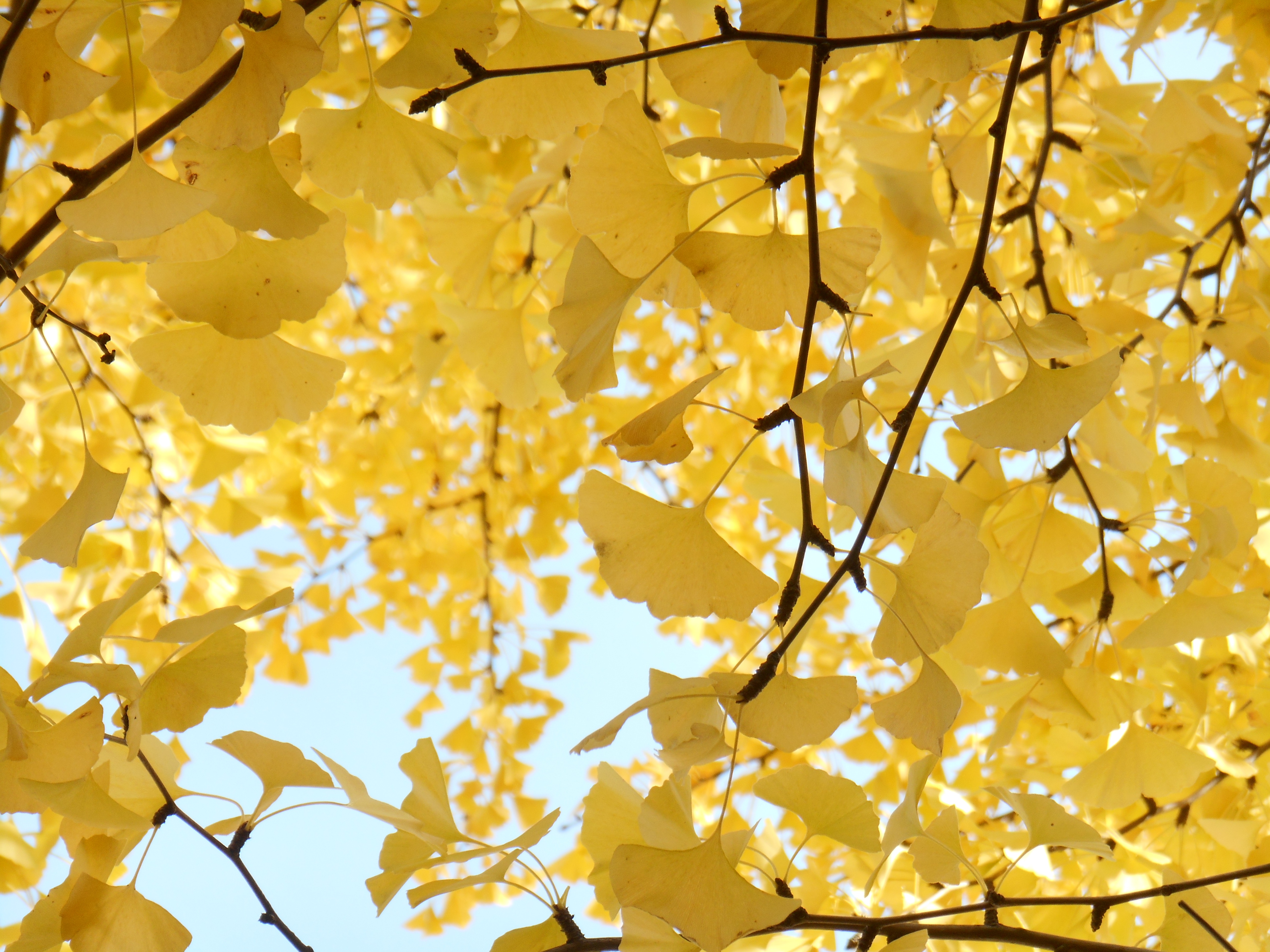 fragility, close-up, flower, autumn, growth, tree, plant part, plant, leaf, day, vulnerability, low angle view, maple leaf, full frame, beauty in nature, HD Wallpaper