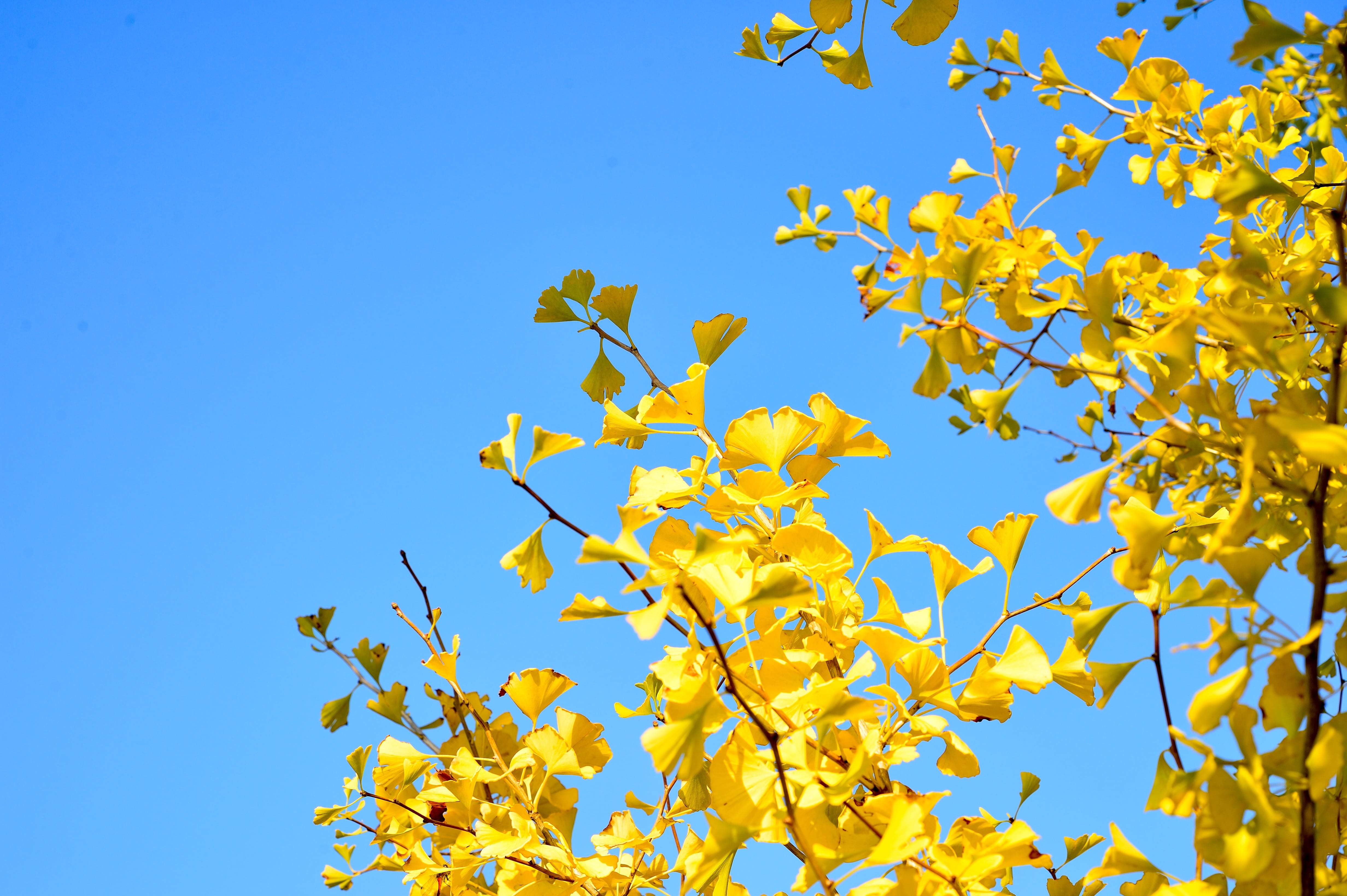 photo, vivid color, sky, autumn, 4K, landscape, no people, japan, yellow, branch, fall of japan, clear sky, day, low angle view, outdoors, beauty in nature, HD Wallpaper