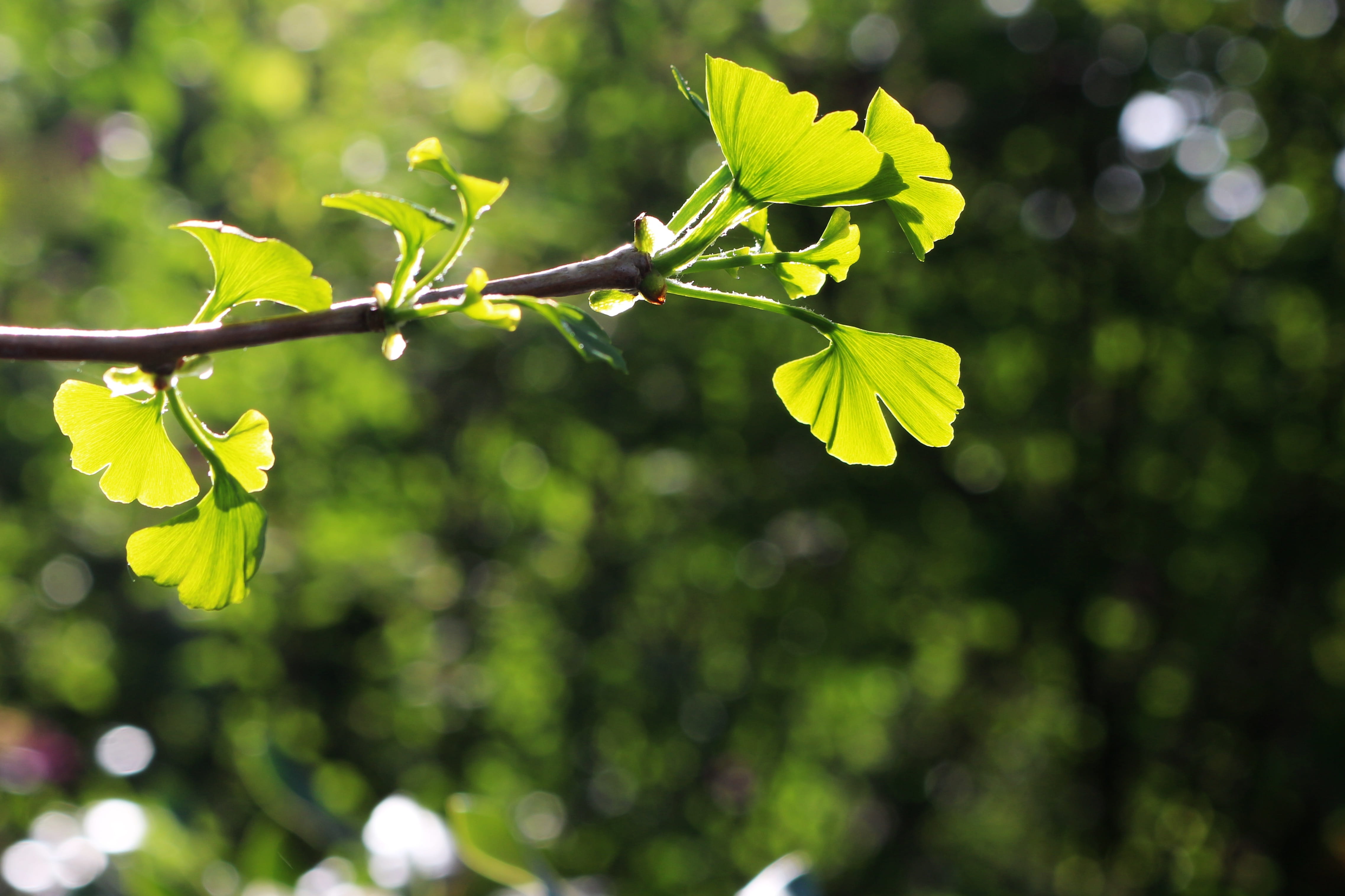 growth, plant part, selective focus, plant, yellow, 4K, fragility, no people, gingko, freshness, sunlight, tree, flower, beauty in nature, close-up, vulnerability, HD Wallpaper