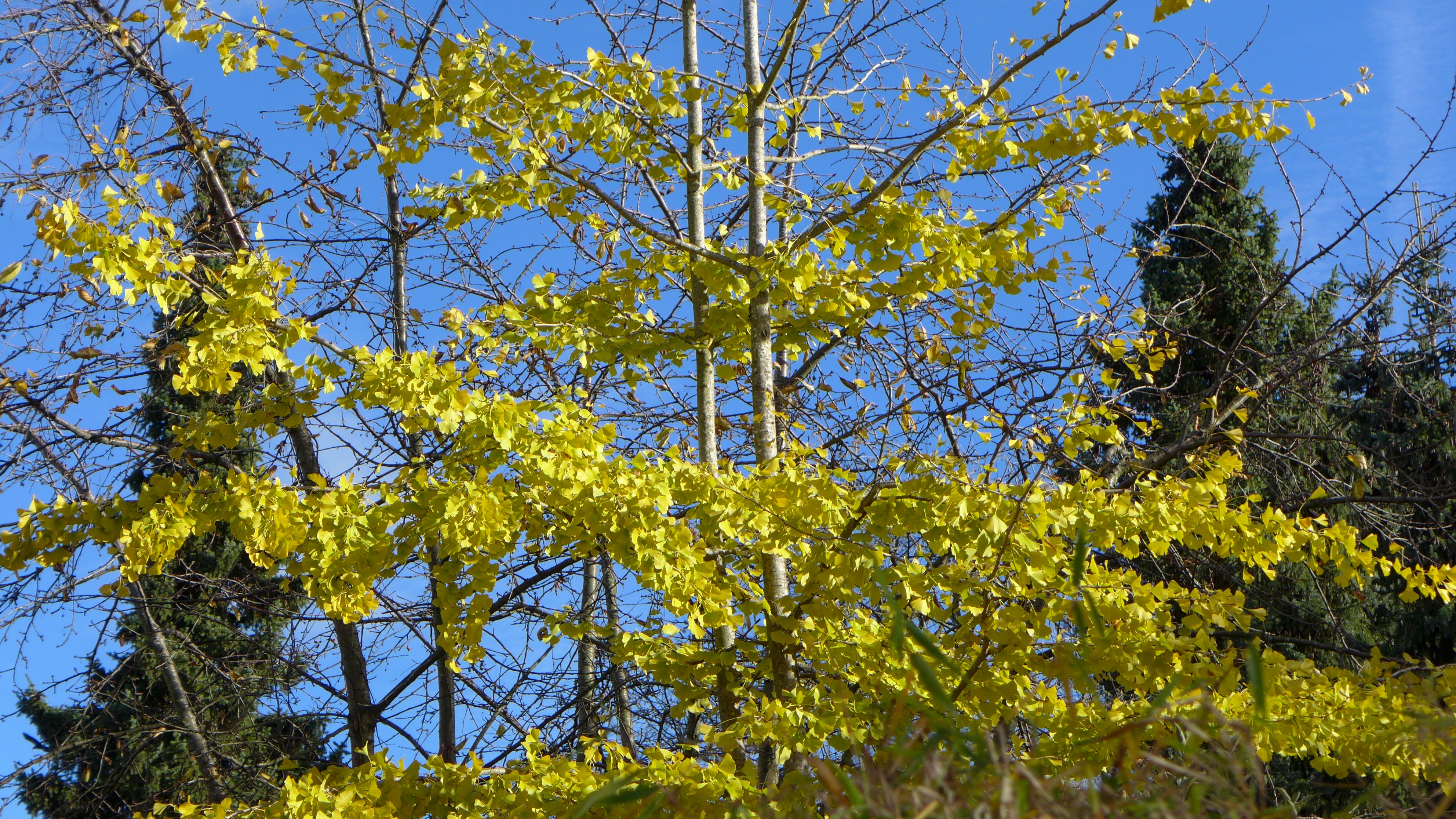 plant, branch, outdoors, nature, green color, change, 4K, sunlight, leaves, aesthetic, tree, flower, no people, conifers, day, blue, beauty in nature, HD Wallpaper