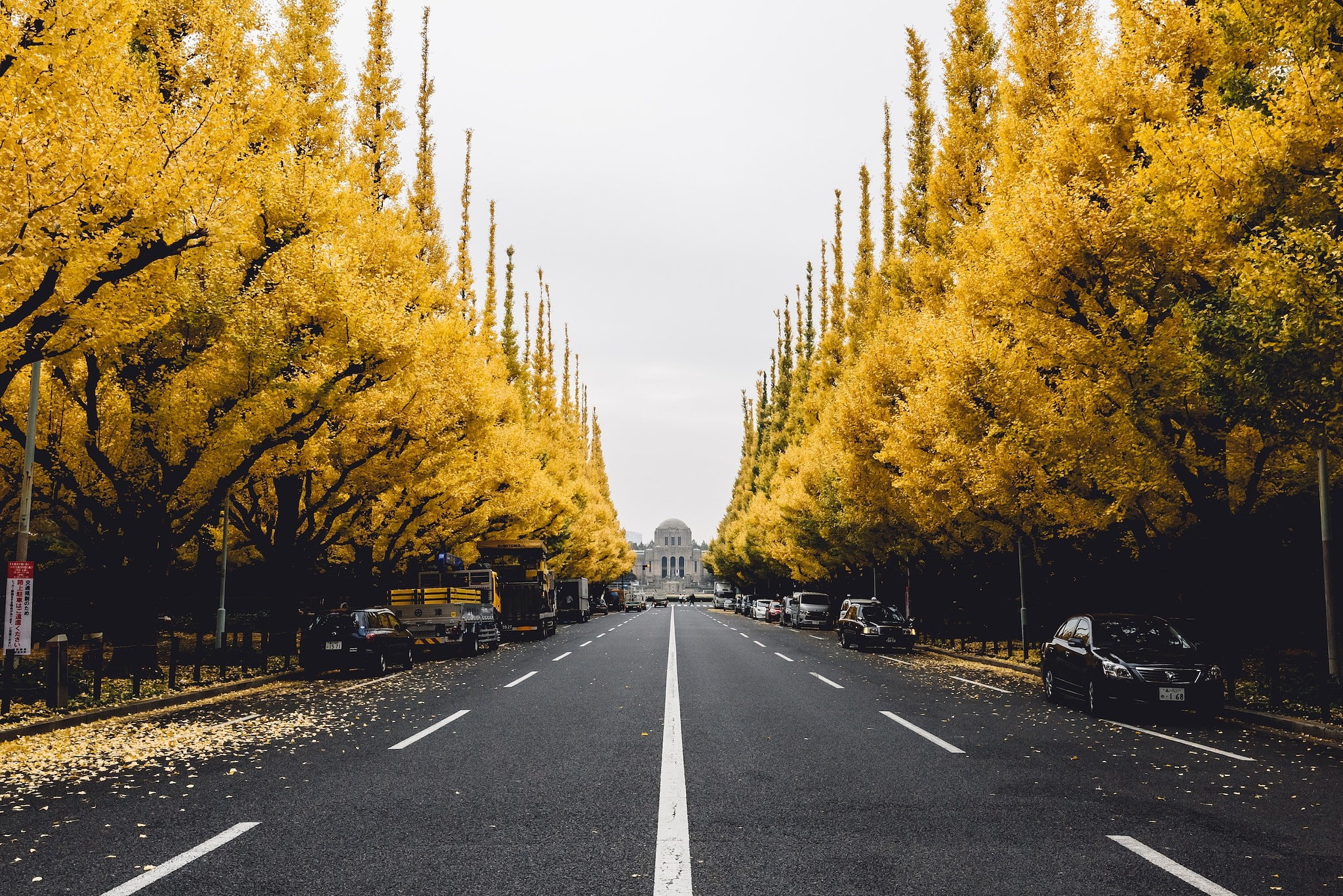 Gingko tree, 1080P, Trees, street, city, HD Wallpaper