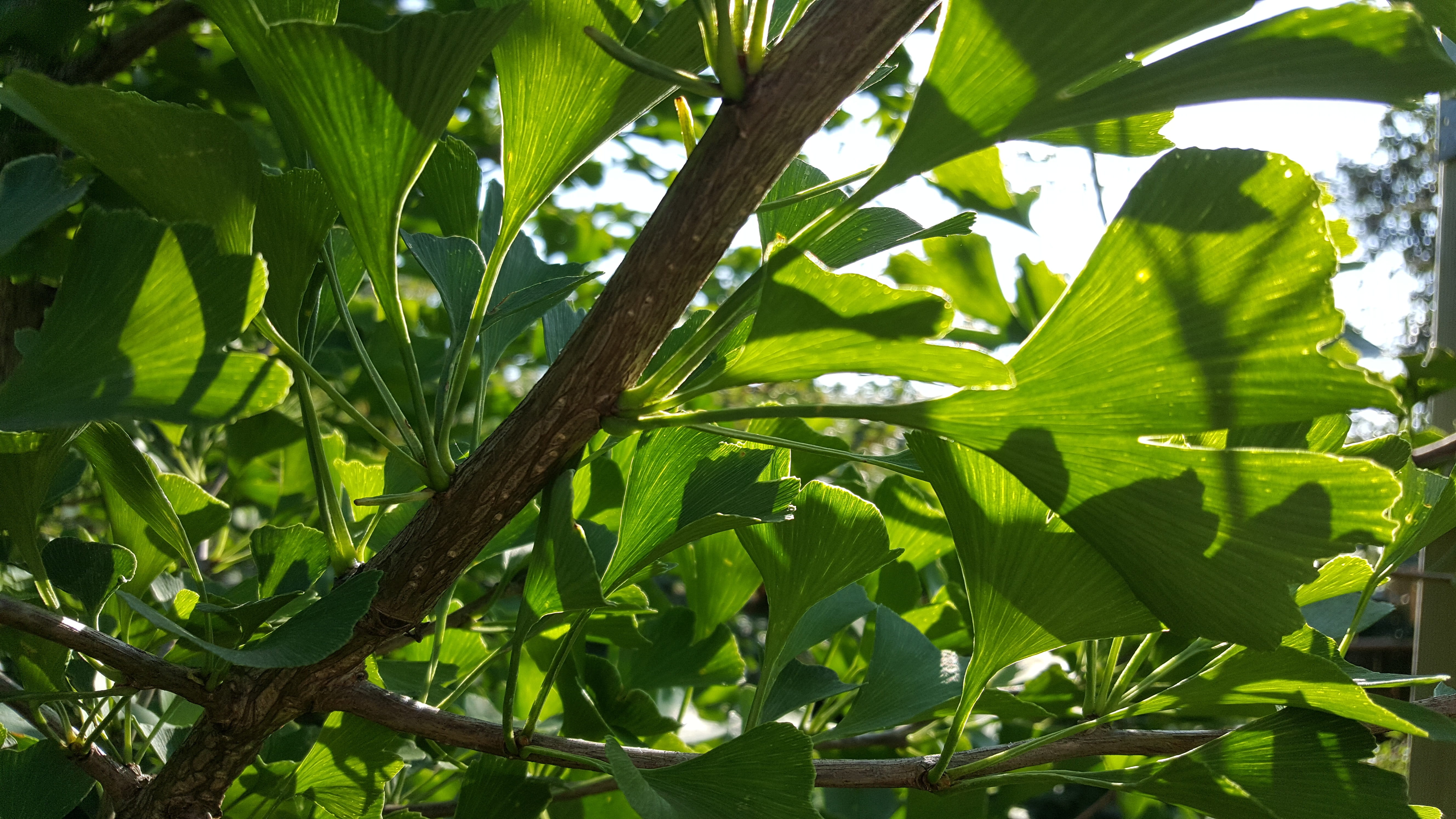 plant, green, tranquility, shadow, fresh leaves, fresh, gingko, foliage, freshness, medicinal plant, leaves, healthy, outdoors, low angle view, branch, HD Wallpaper