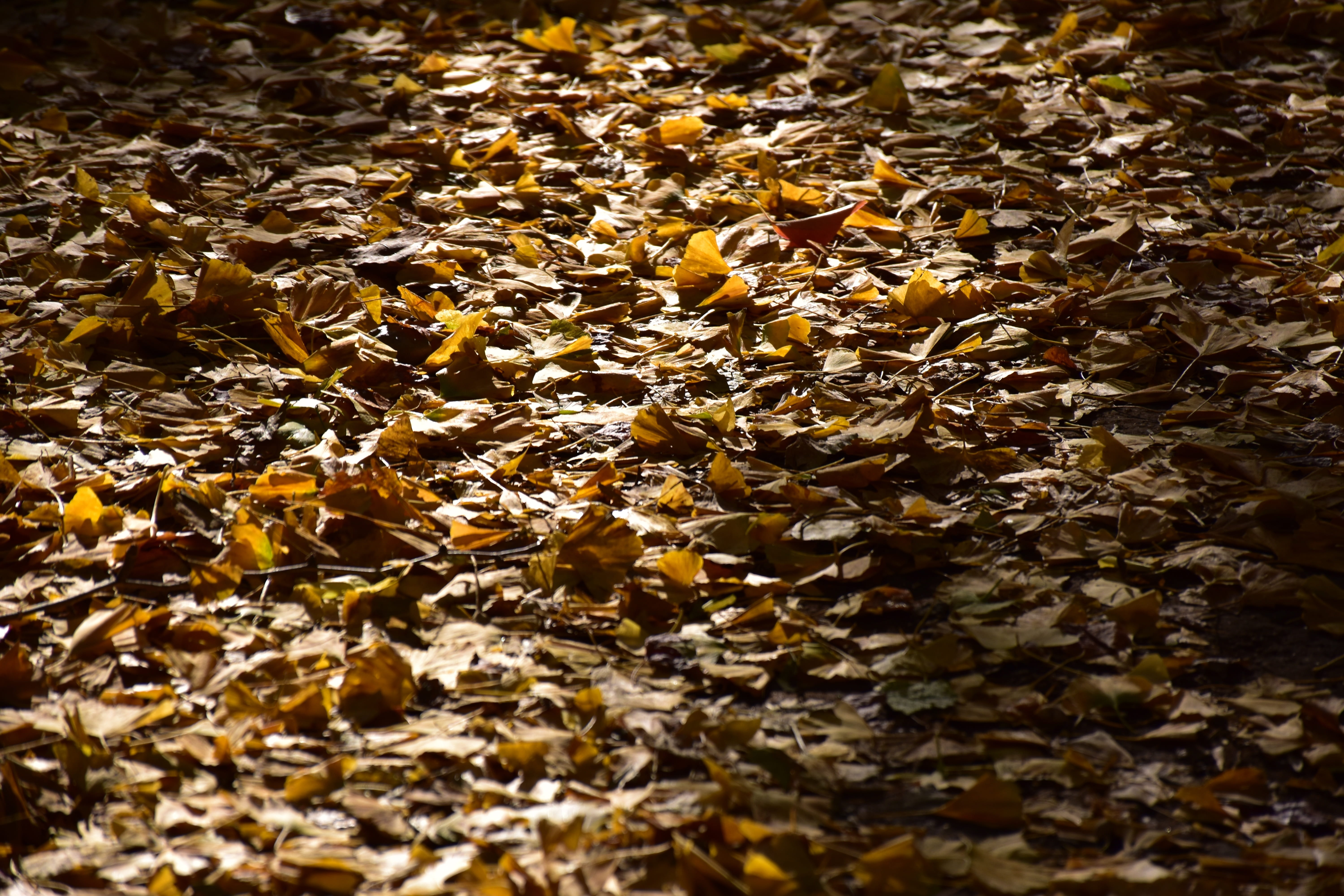 outdoors, field, texture, selective focus, abundance, leaves, autumn, leaf, gingko tree, beauty in nature, background, ground, plant part, fall, land, 5K, HD Wallpaper