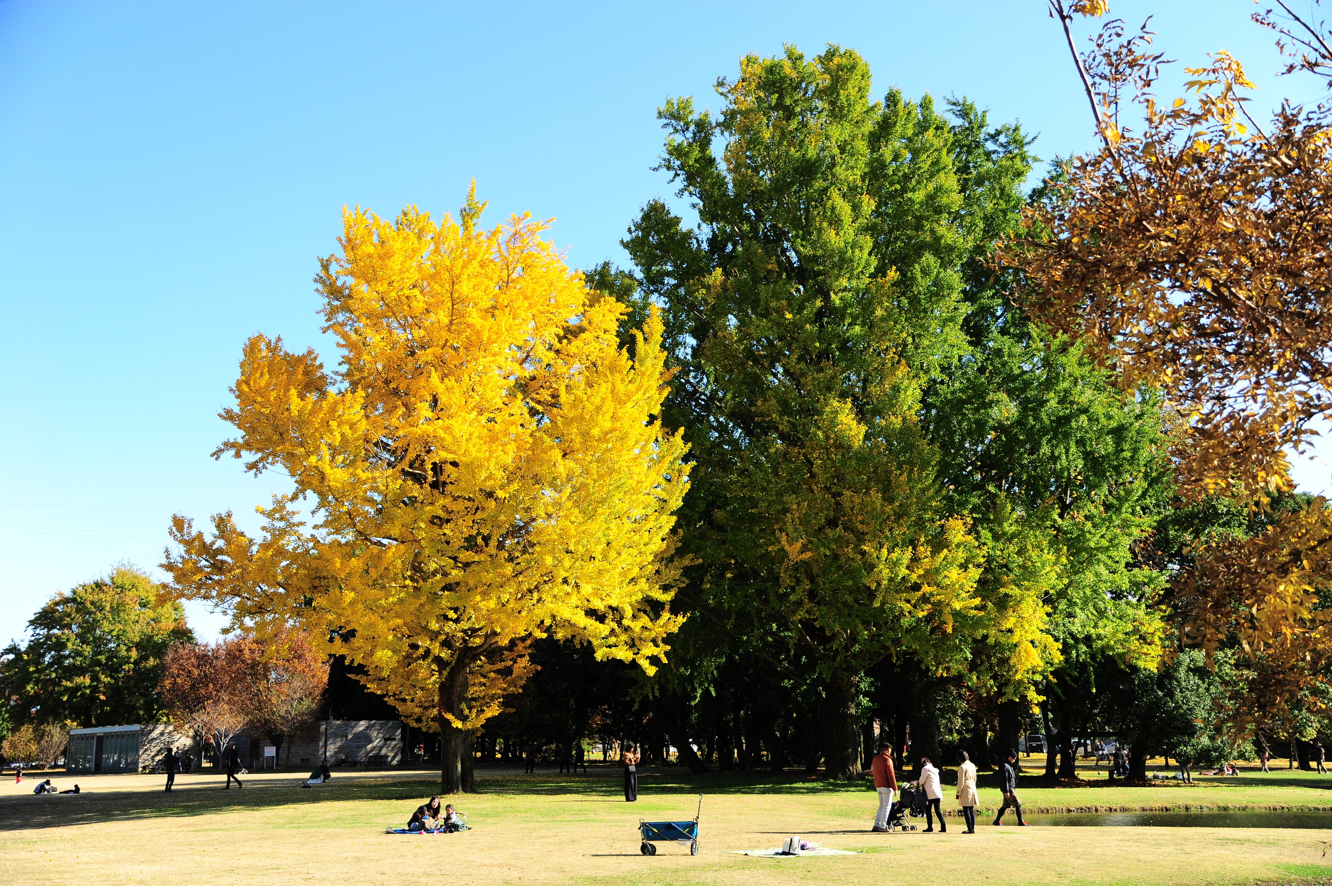 change, leisure activity, park - man made space, tree, lifestyles, day, growth, autumn, gingko tree, park, 4K, real people, people, beauty in nature, sky, HD Wallpaper