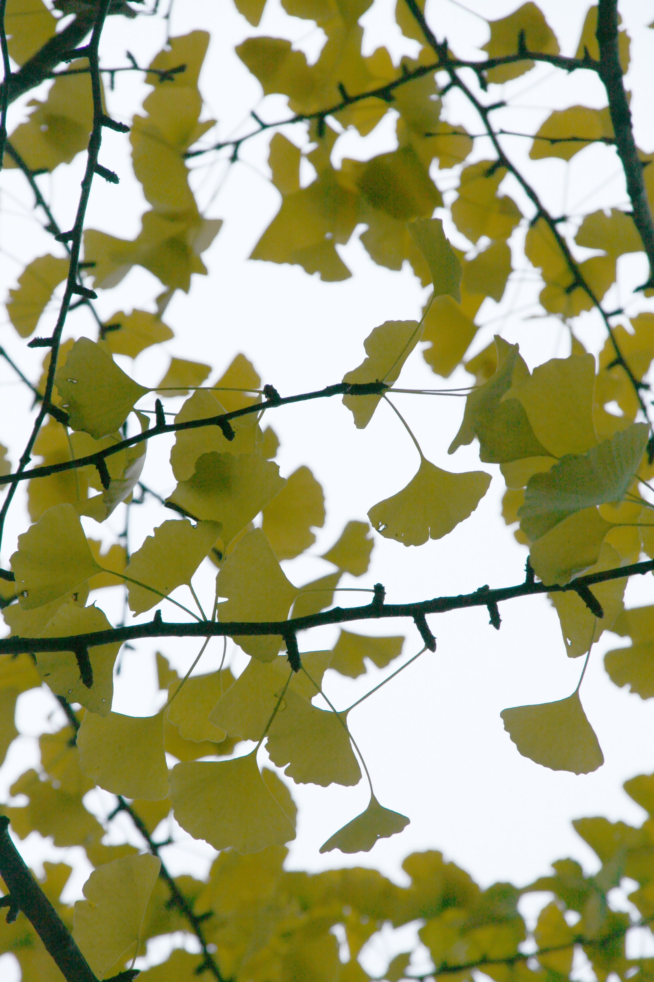 4K, green color, sky, botany, day, low angle view, foliage, ginko, selective focus, no people, ginko leaf, branches, plant part, nature, green, homeopathic, Phone HD Wallpaper