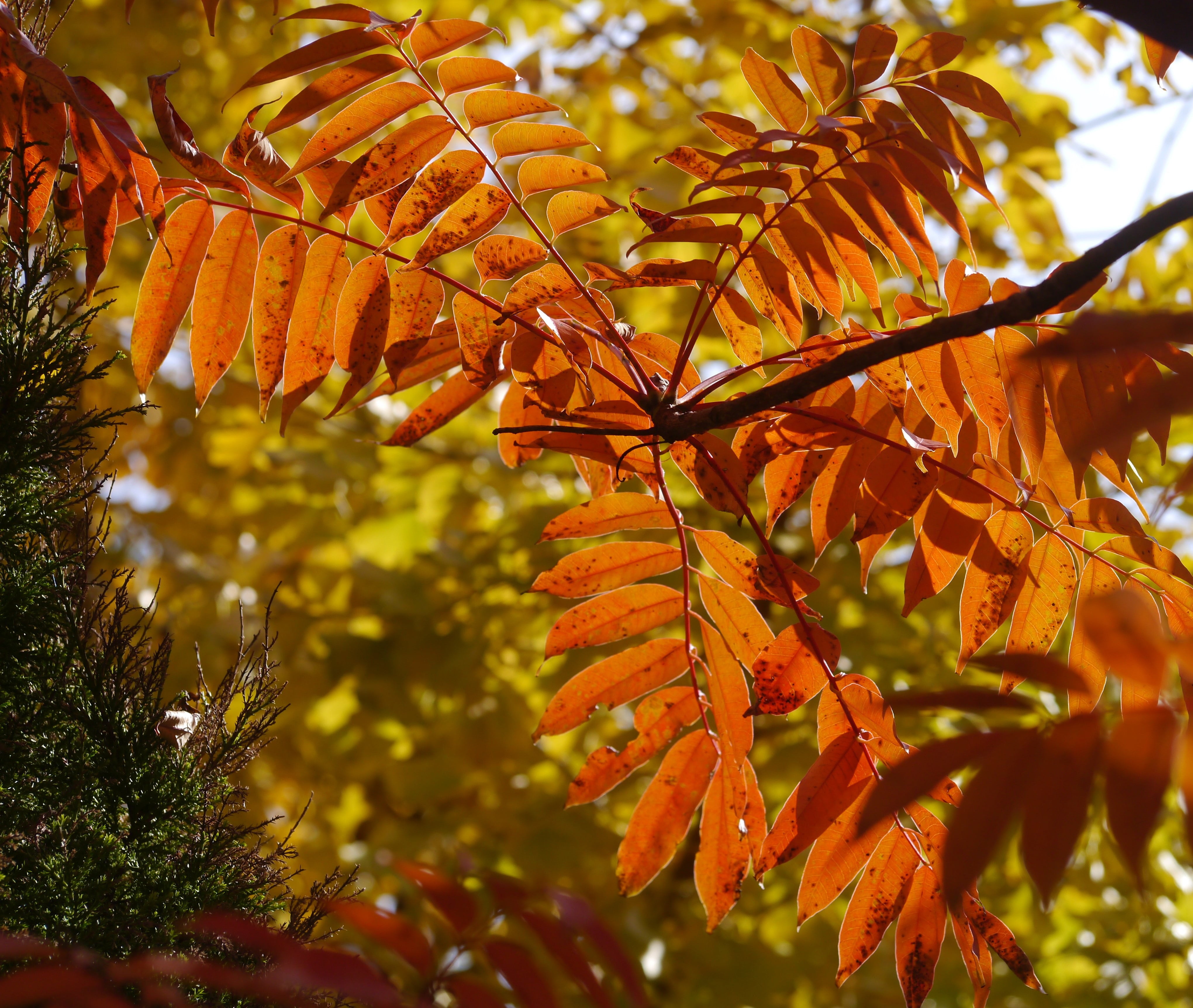 otsu, 4K, selective focus, close-up, autumnal leaves, home, day, green, orange color, japan, leaves, no people, natural condition, yokosuka, tree, branch, HD Wallpaper