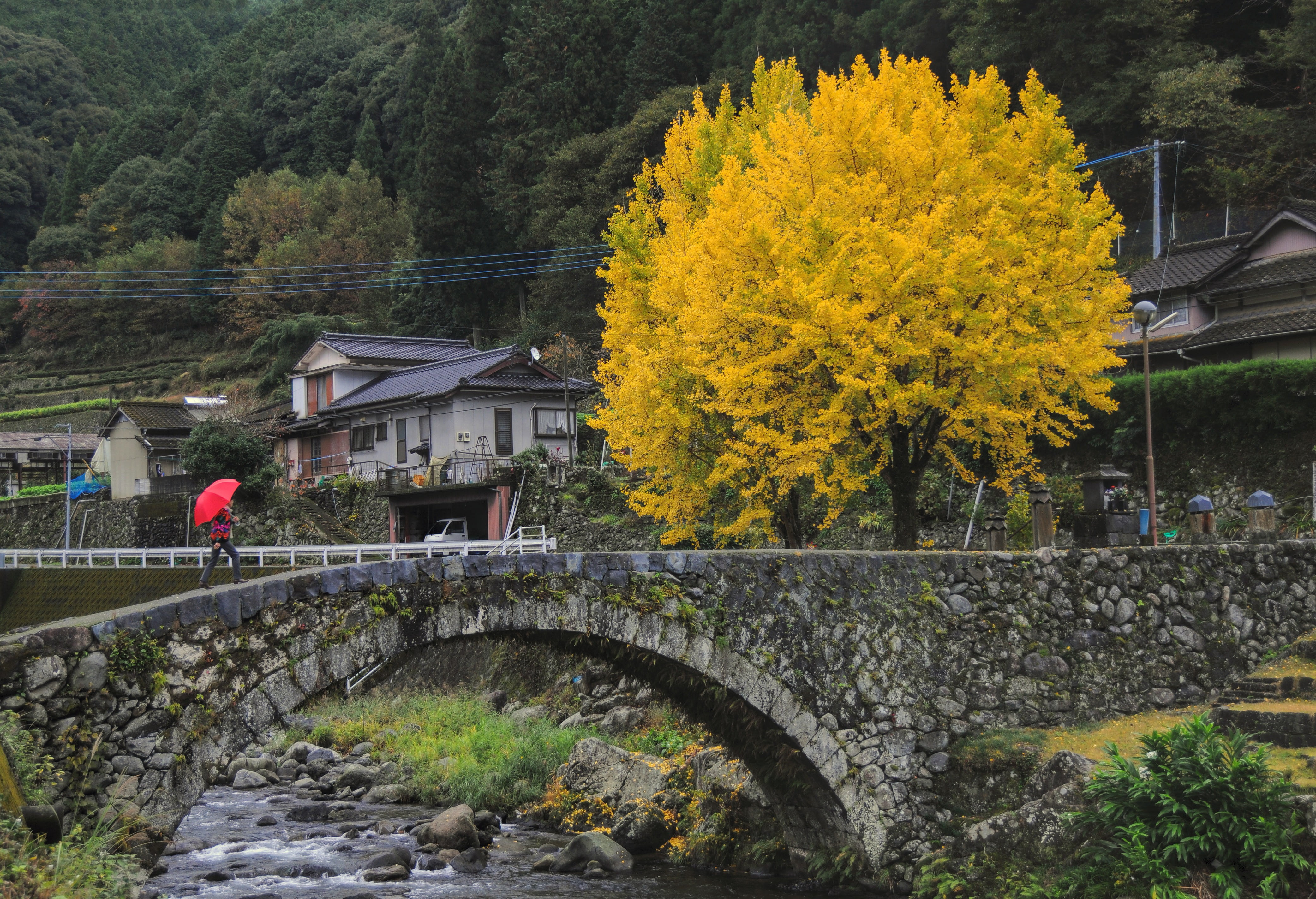 near, railing, countryside, yellow, change, connection, cultures, autumn, japan, 4K, travel, transportation, wood, footbridge, tree, built structure, day, HD Wallpaper