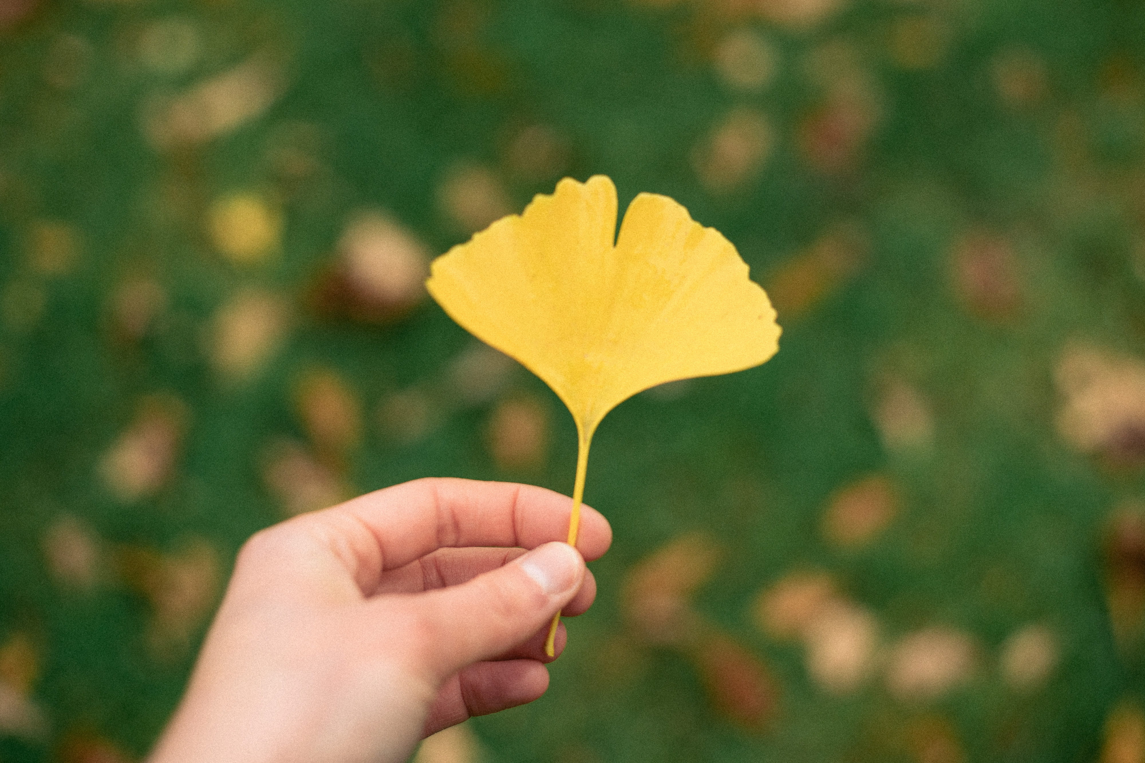 yellow, close-up, yelow, ginkgo, outdoors, protect, beauty, childhood, one person, finger, plant part, environment, healthcare, hands, herbal, tree, natural, HD Wallpaper