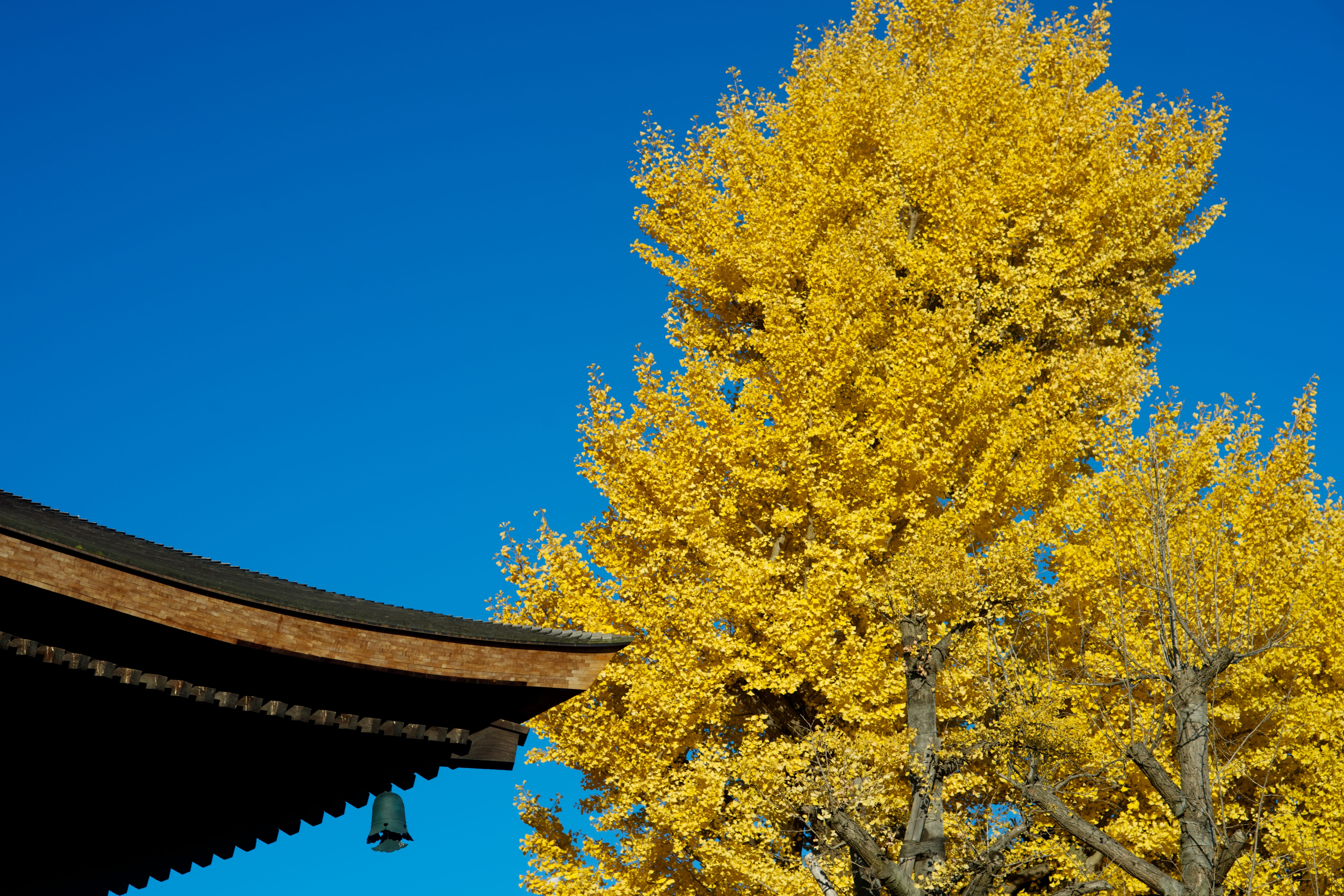 sky, day, temple, nature, 5K, built structure, autumnal leaves, yellow, beauty in nature, sunlight, growth, coniferous tree, outdoors, change, clear sky, HD Wallpaper