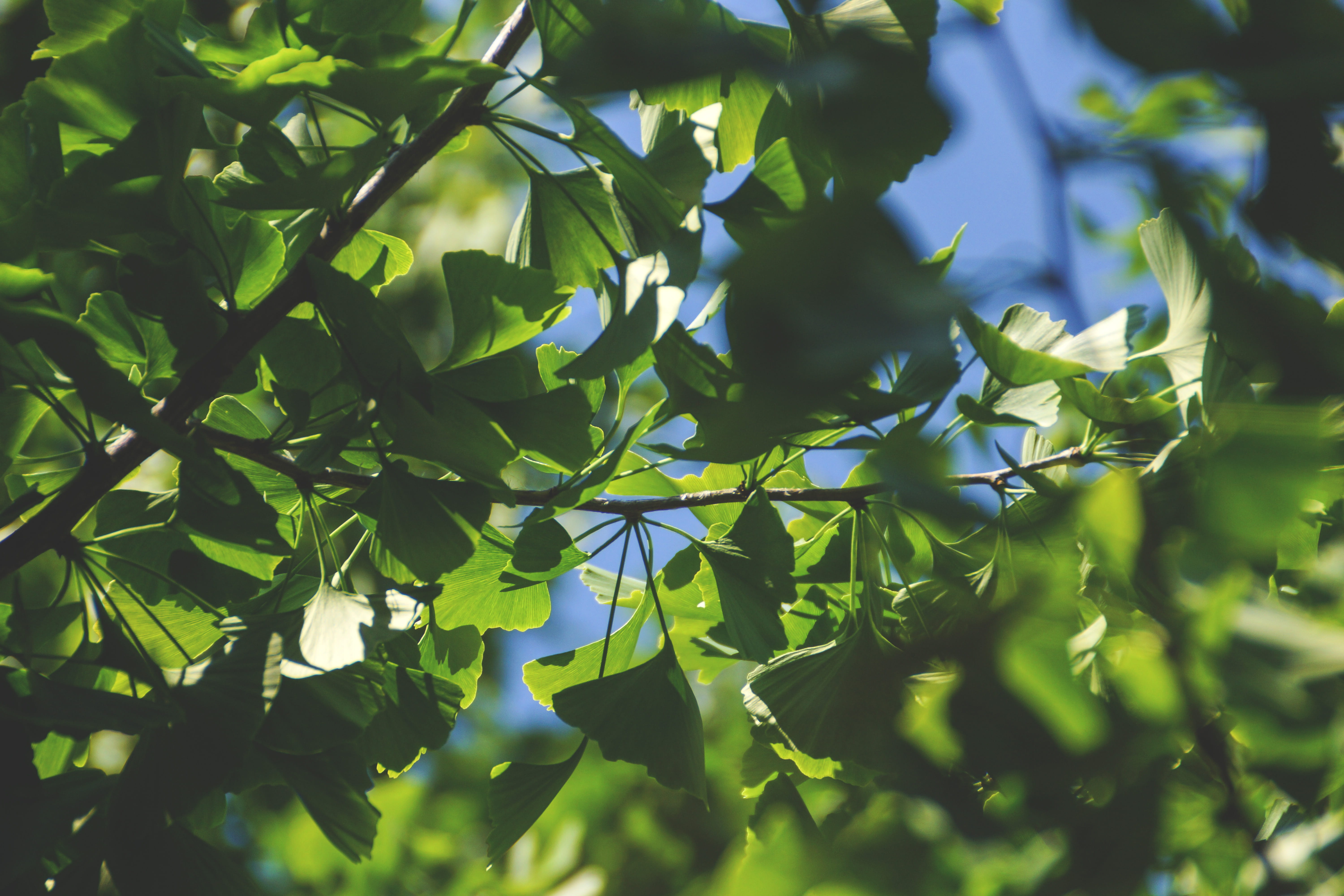 focus on foreground, tree, plant part, growth, closup, selective focus, day, no people, outdoors, summer, green, peacful, gingko, plant, green color, branch, HD Wallpaper
