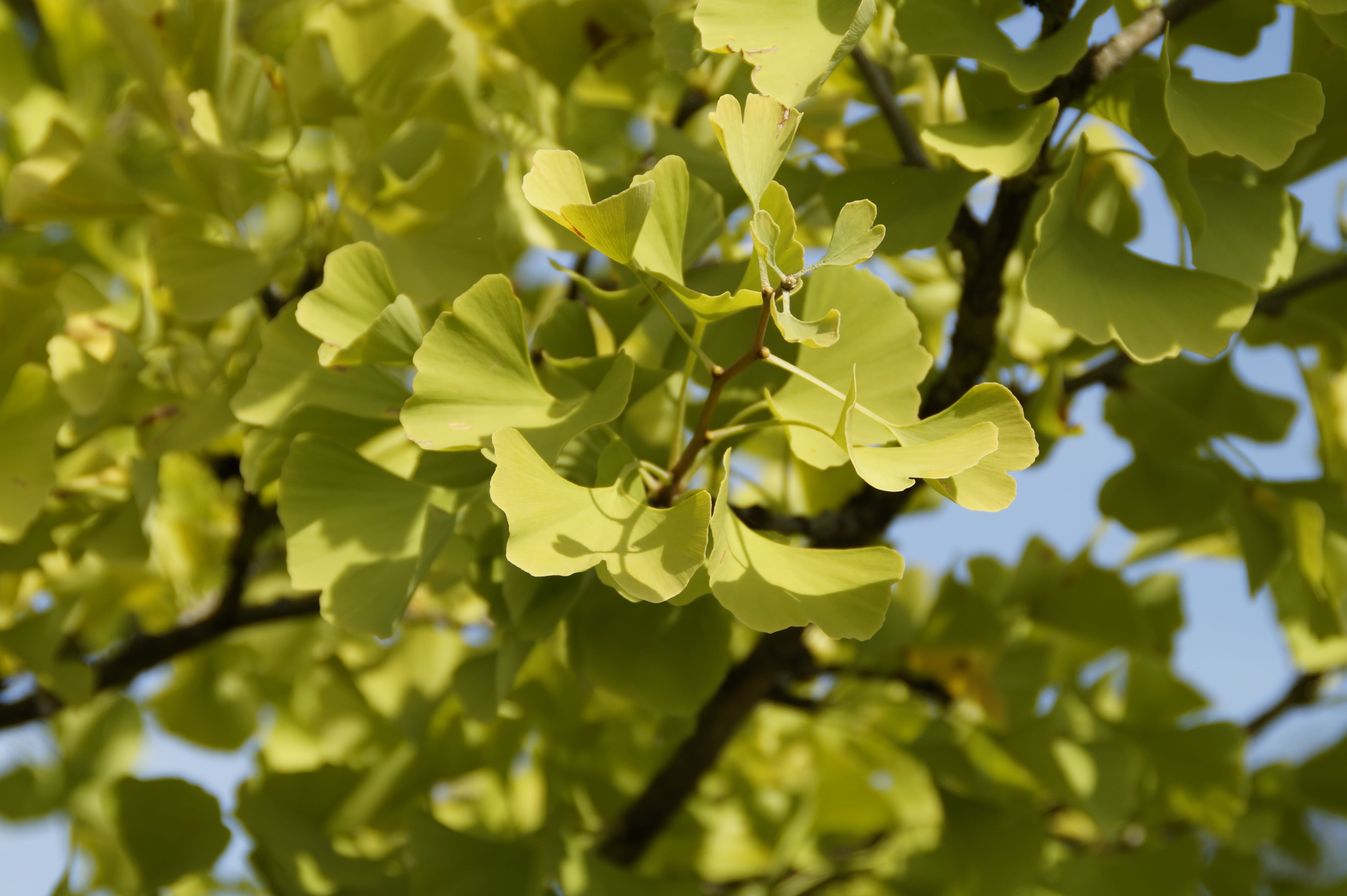 leaves, leaf, growth, focus on foreground, yellow, day, freshness, selective focus, no people, 5K, beauty in nature, ginko, green color, autumn, plant, HD Wallpaper