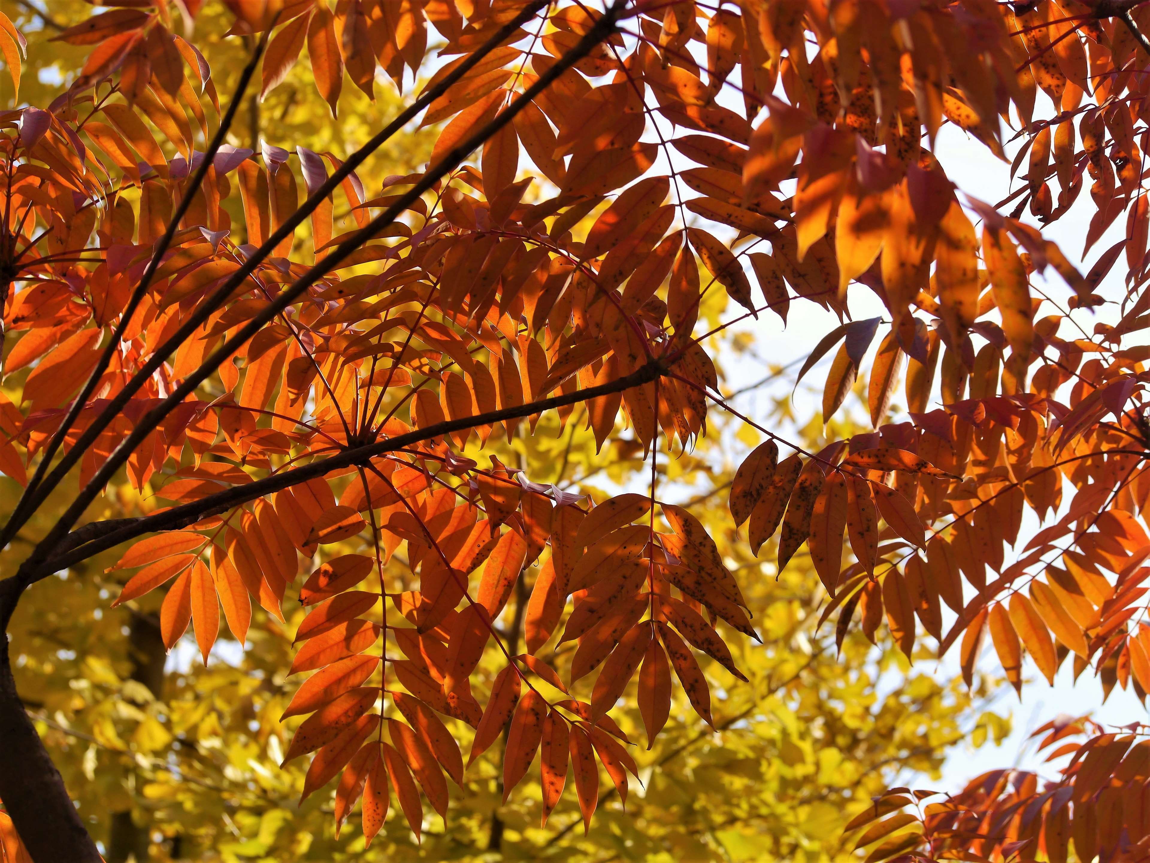 nature, sunlight, focus on foreground, plant, outdoors, 4K, late autumn, growth, beauty in nature, leaf, gingko tree, yokosuka, antomasako, orange color, HD Wallpaper