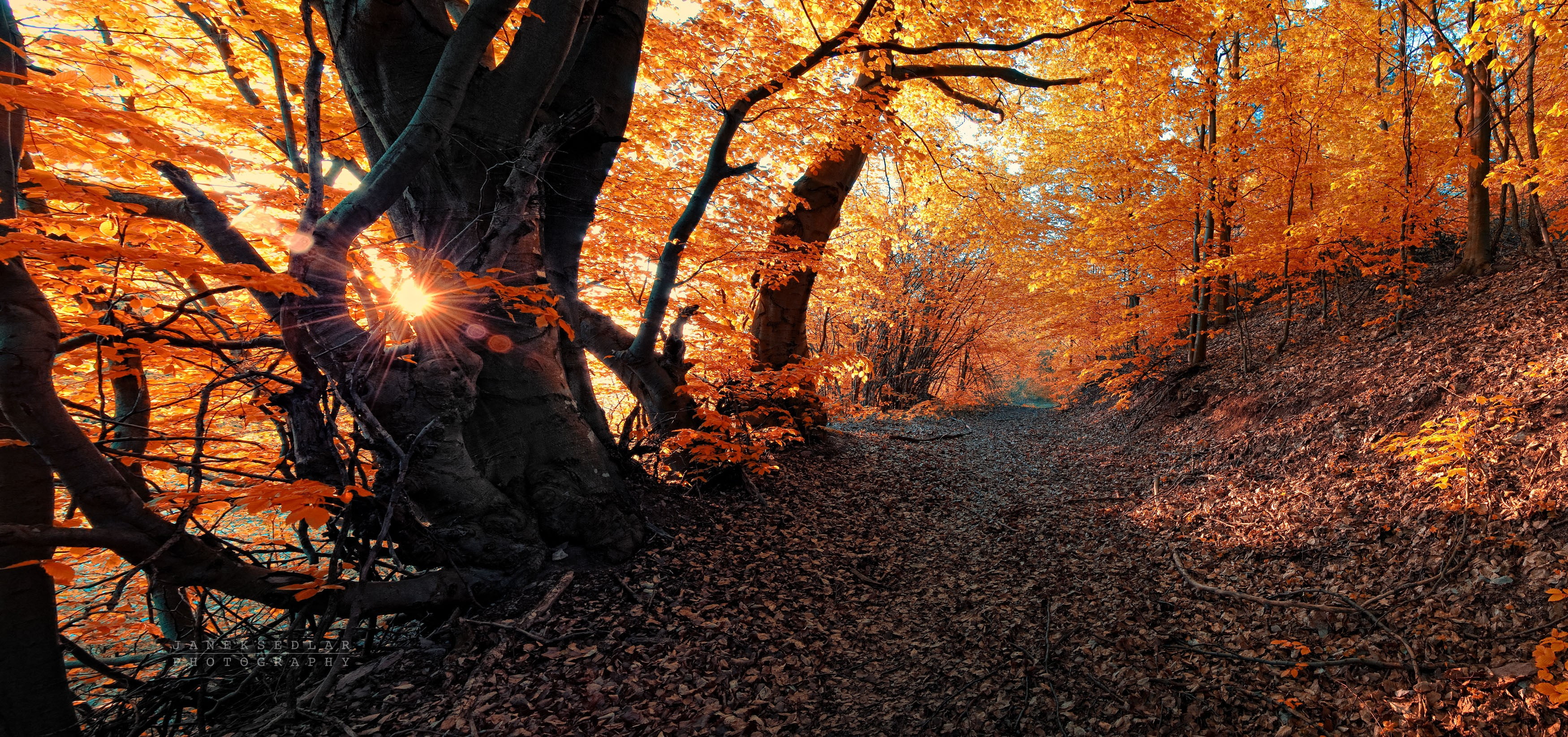 footpath, outdoors, daytime, woodland, autumn collection, maple Tree, trunk, tree, multi Colored, leaves, color Image, leaf, 2K, october, lush Foliage, HD Wallpaper
