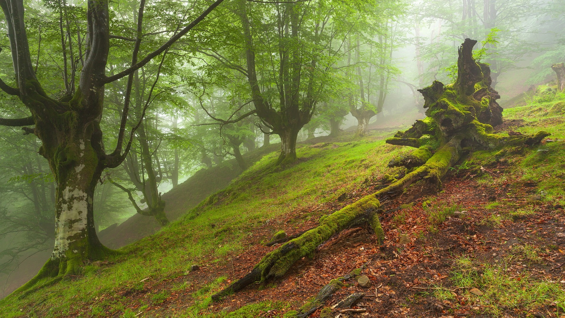 nature, 1080P, moss, grass, forest, hills, leaves, mist, dead trees, branch, trees, HD Wallpaper