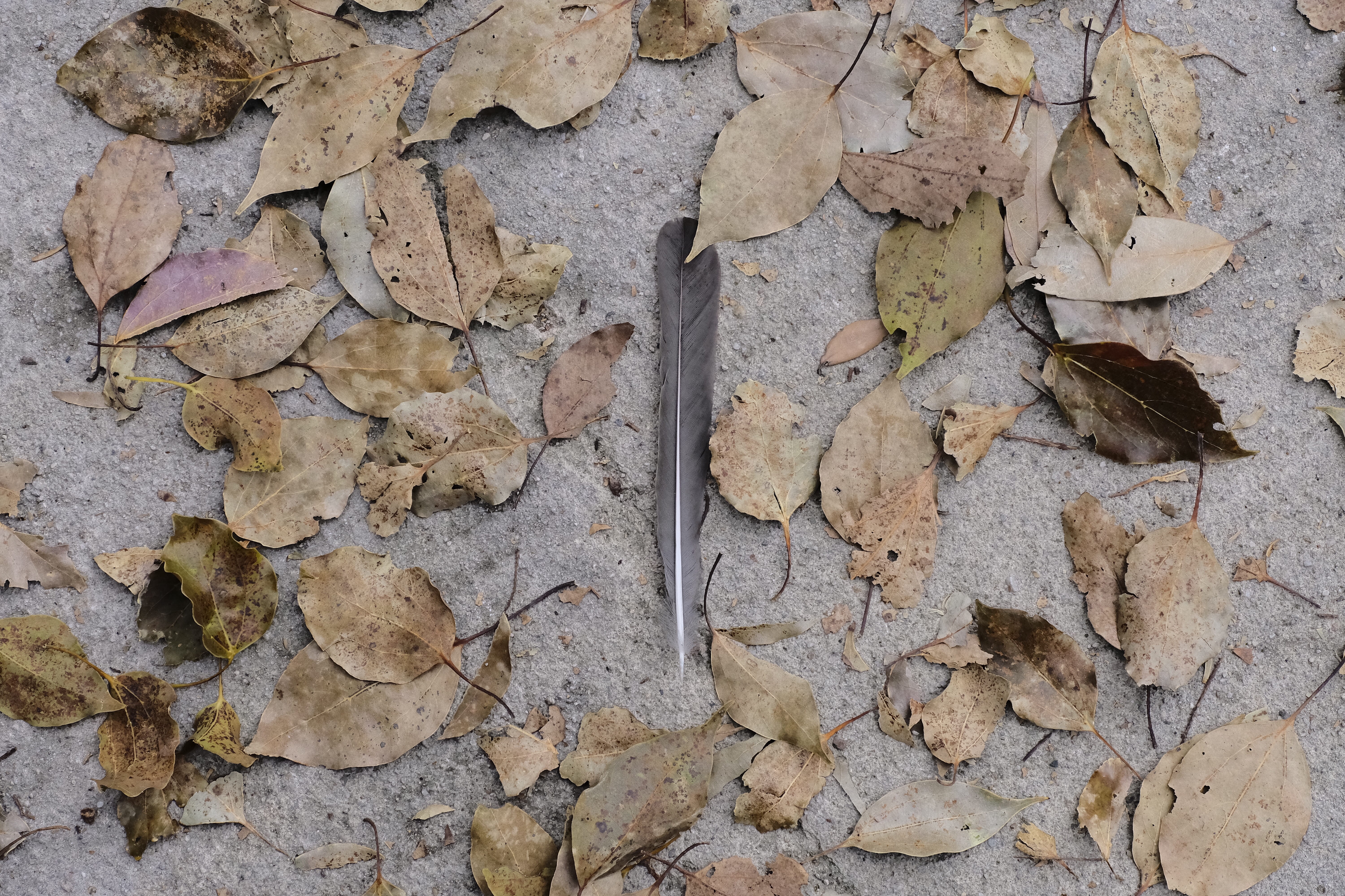 withered, field, dry, pavement, leaves, nature, no people, falling, plant part, stone wall, feather, dead leaved, close-up, full frame, 5K, cement, backgrounds, HD Wallpaper
