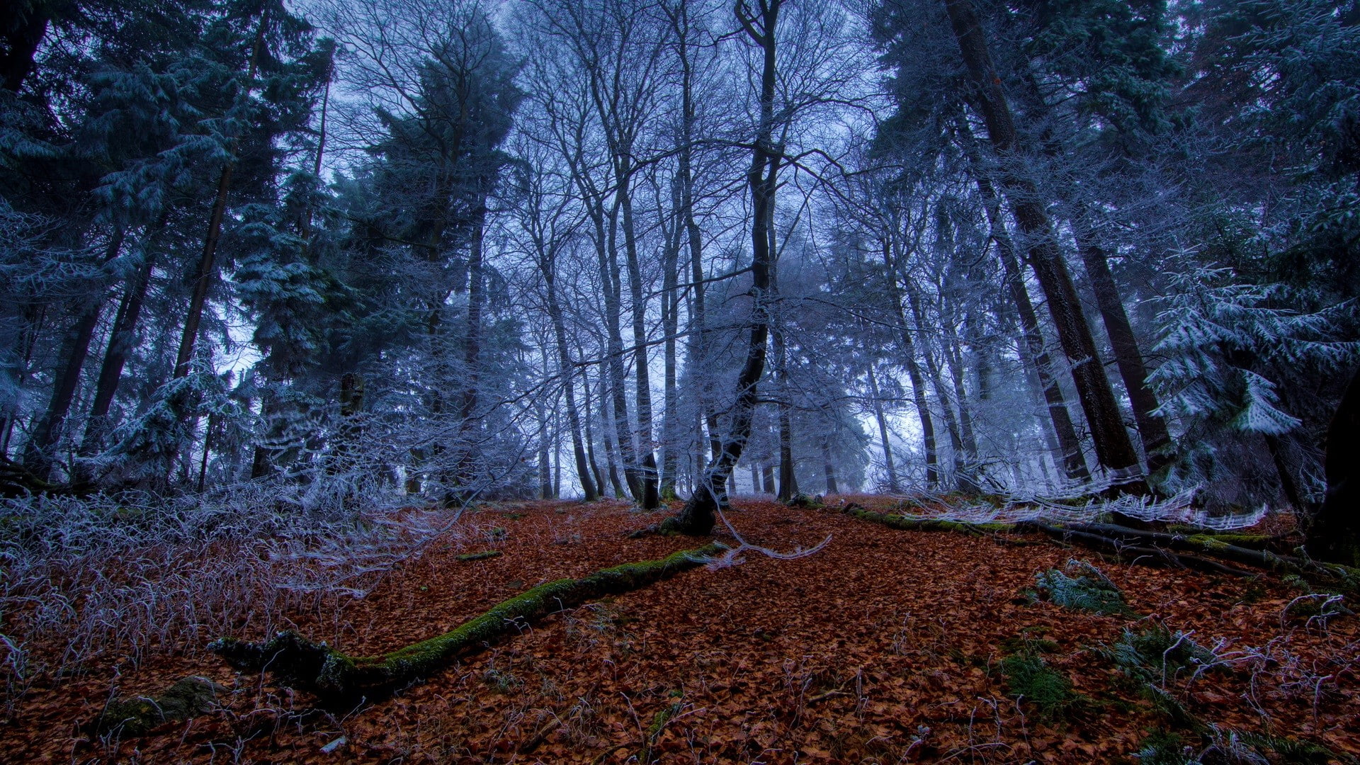 trees, winter, branch, landscape, pine trees, dead trees, nature, forest, leaves, 1080P, frost, moss, long exposure, HD Wallpaper