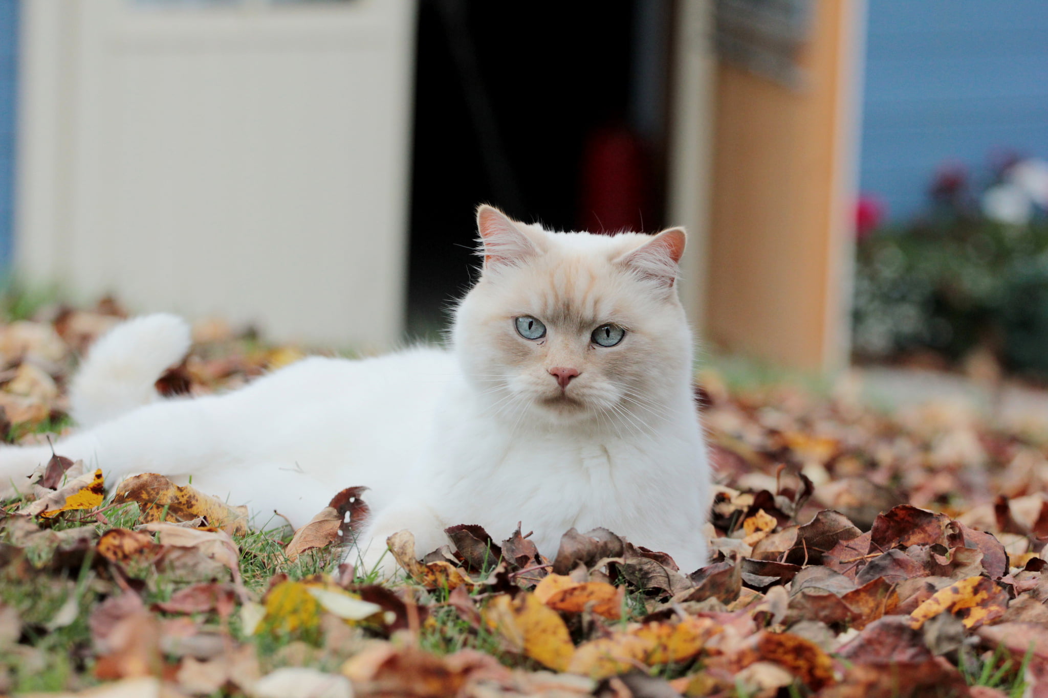 plant part, pets, eyes, autumn, sitting, looking at camera, red, brown, domestic Cat, vertebrate, 1080P, persian cat, white color, animal themes, kitten, HD Wallpaper