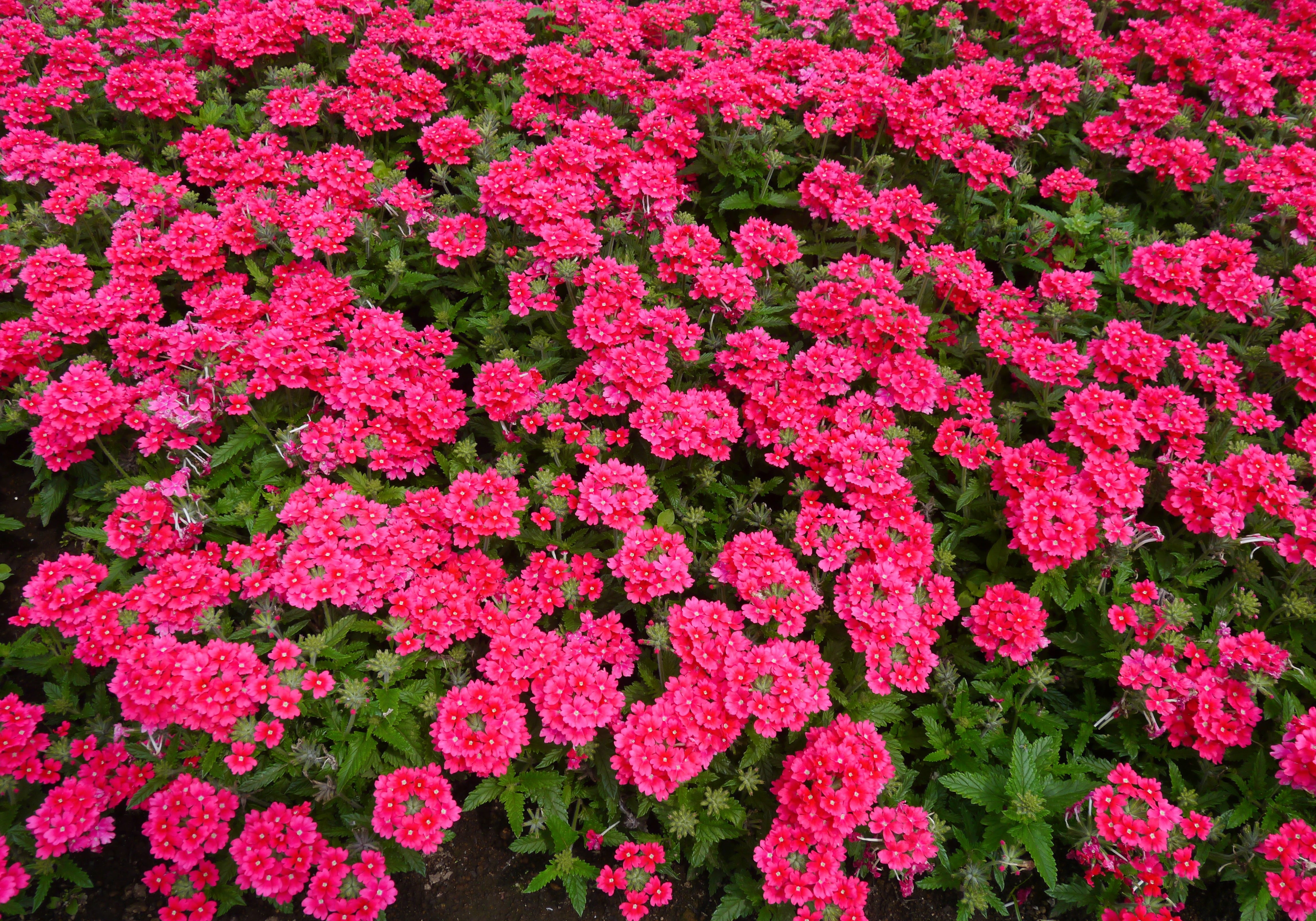 flowering plant, flower head, flowerbed, outdoors, flowers, red purple, 4K, high angle view, close-up, japan, pink, nature, leaf, summer, plant, backgrounds, HD Wallpaper