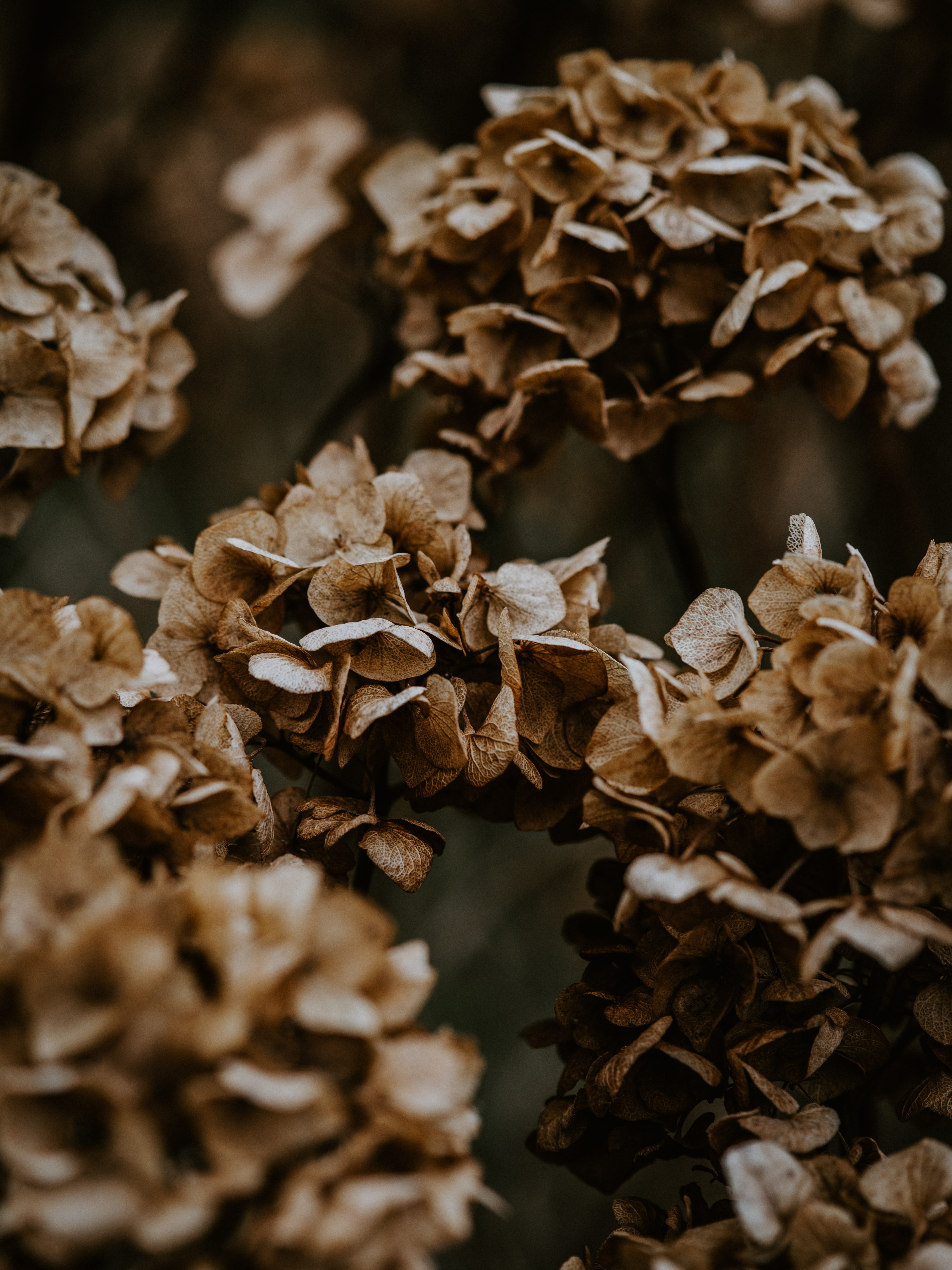 focus on foreground, large group of objects, beauty in nature, abundance, petal, dry, flower head, vulnerability, wilted plant, flower, plant part, selective focus, Phone HD Wallpaper