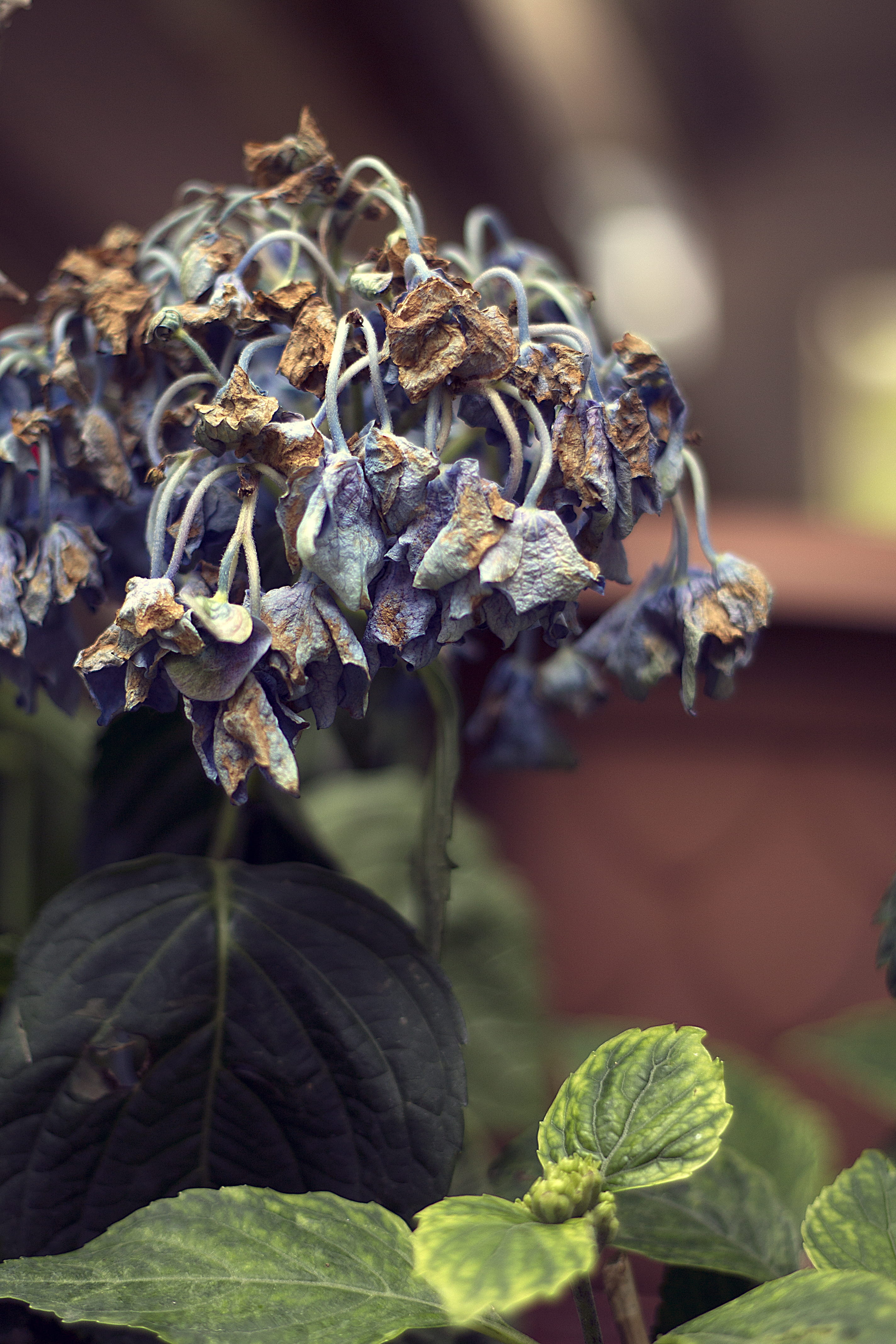 freshness, yellow, plant, 4K, healthy eating, wellbeing, dry, close-up, food, background, natural, leaves, fresh, art, blue, flowering plant, growth, nature, Phone HD Wallpaper