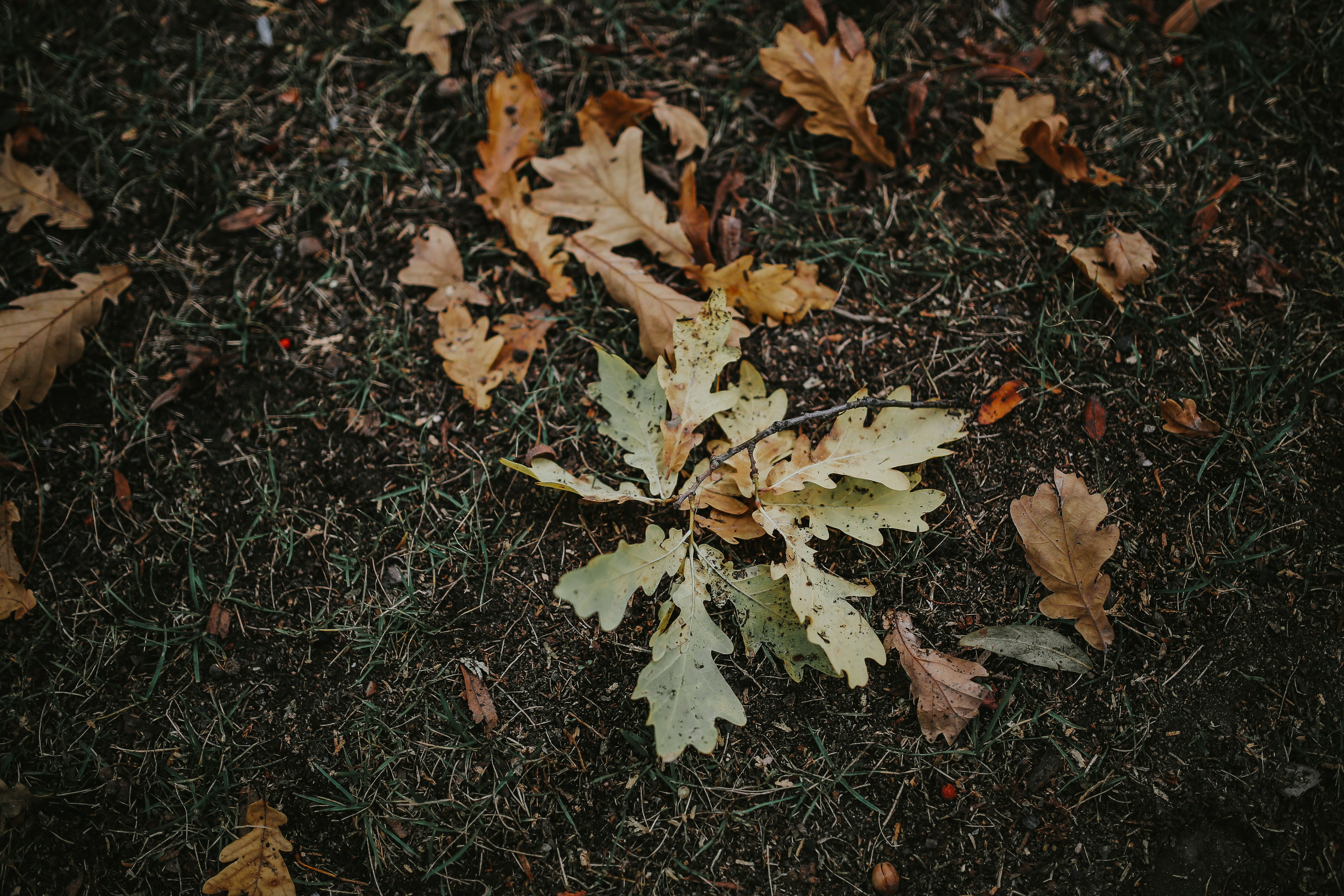 close-up, mobile, tree, day, land, vulnerability, 5K, field, season, brown, growth, maple leaf, high angle view, yellow, Autumn leaves, leaf, plant, leaves, HD Wallpaper
