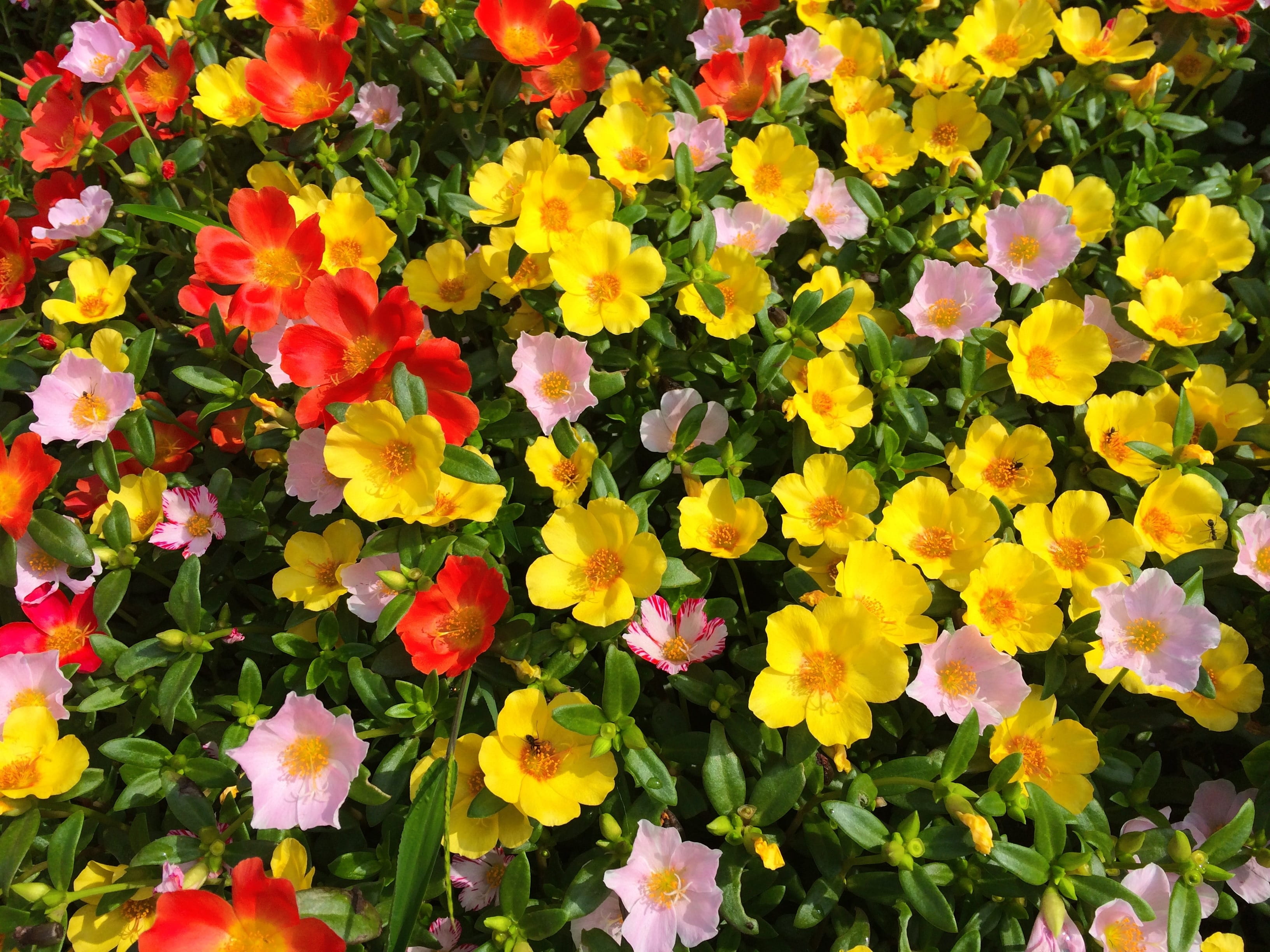 flowerbed, full frame, springtime, nature, umikaze park, 2K, yellow, keen, plant, flower head, mix, no people, outdoors, vulnerability, pink, close-up, HD Wallpaper
