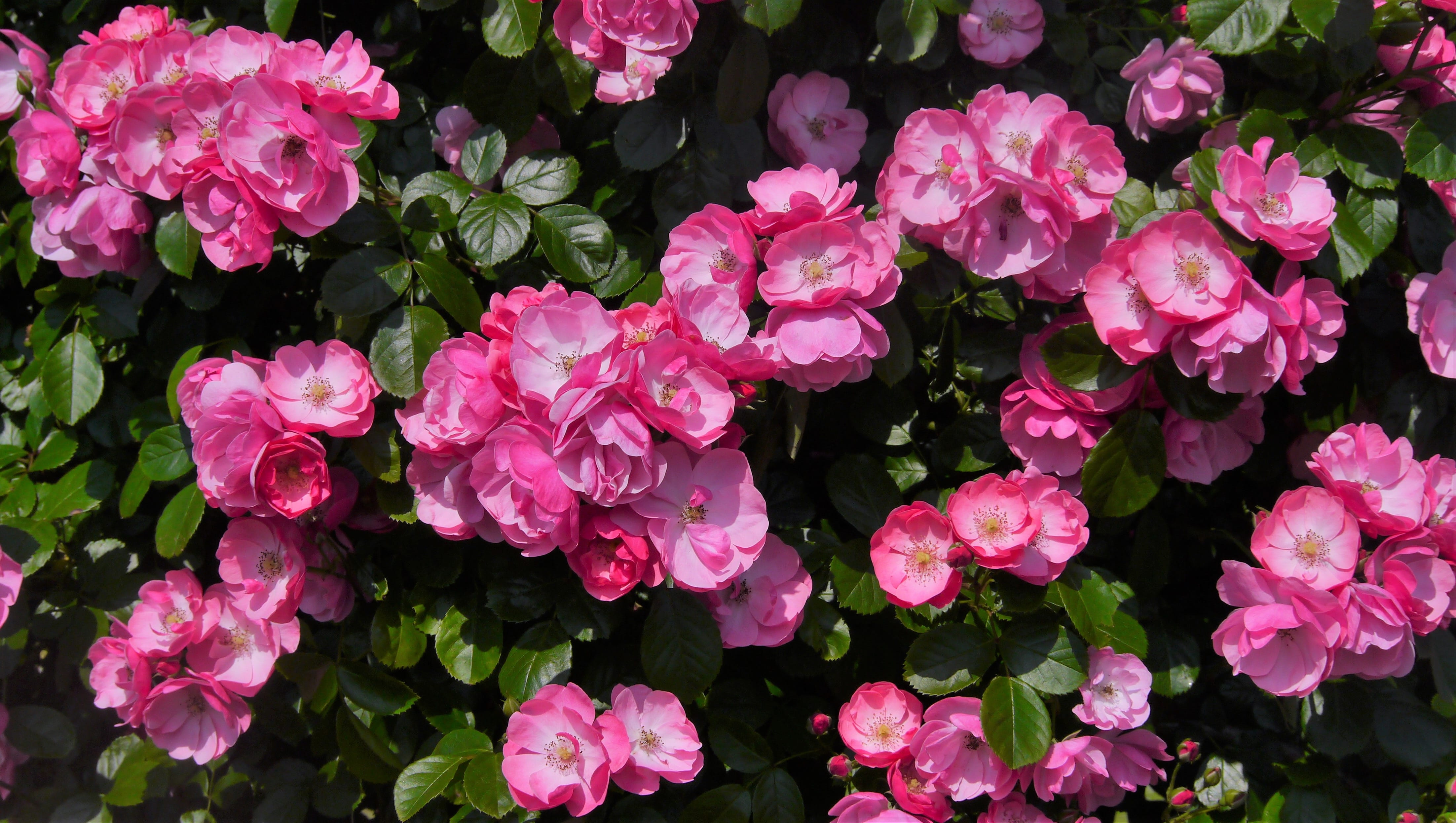 petal, leaf, verny park, fragility, close-up, kanagawa japan, plant part, detailed, no people, 4K, green, bouquet, nature, pink, day, pink color, Pink, HD Wallpaper