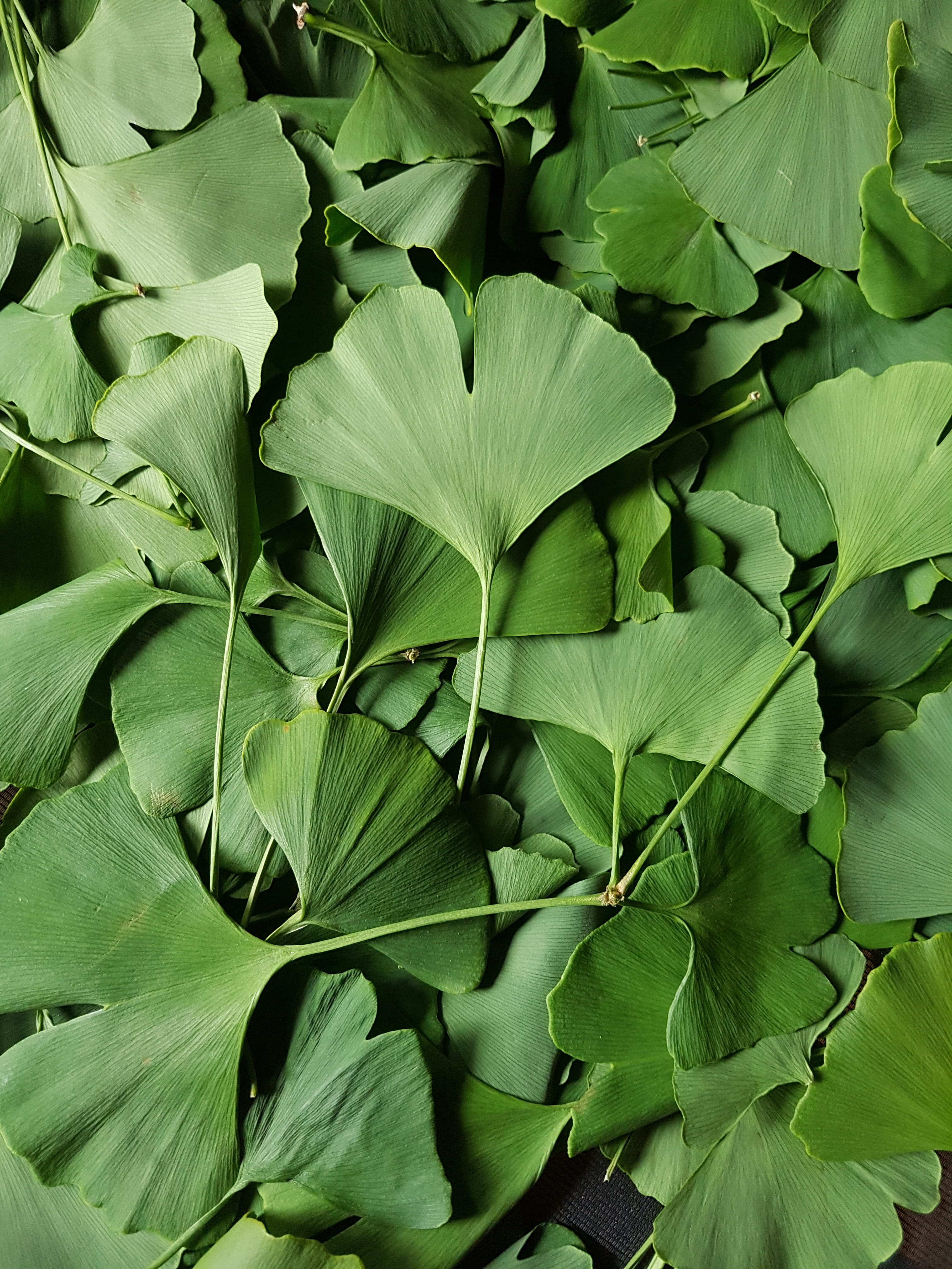 full frame, 4K, day, beauty in nature, nature, fragility, outdoors, plant, leaf, high angle view, gingko, freshness, green, backgrounds, plant part, vulnerability, Phone HD Wallpaper