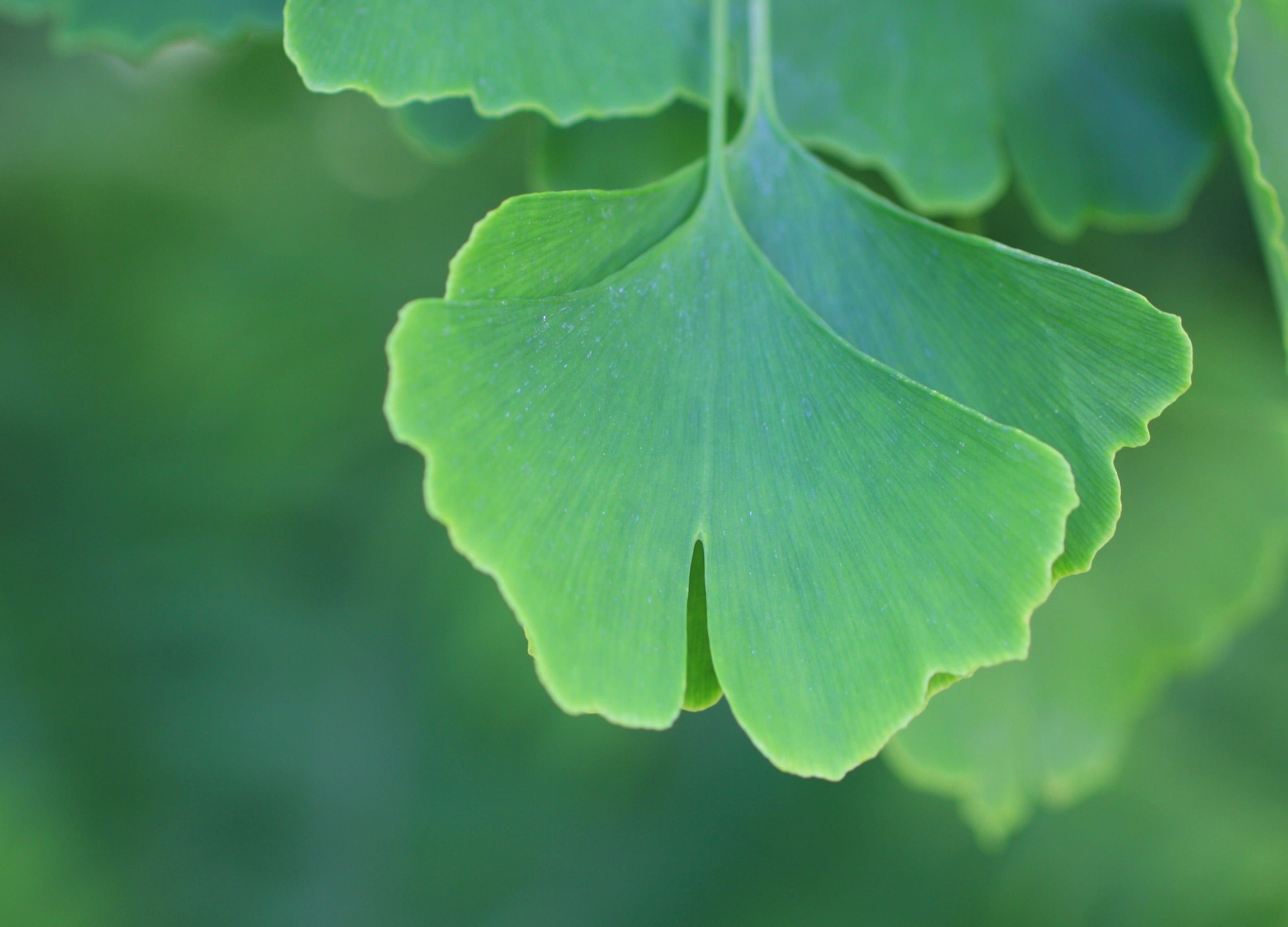 backgrounds, outdoors, plant part, freshness, selective focus, focus on foreground, water, leaves, flower, green color, day, 2K, gingko biloba, vulnerability, HD Wallpaper