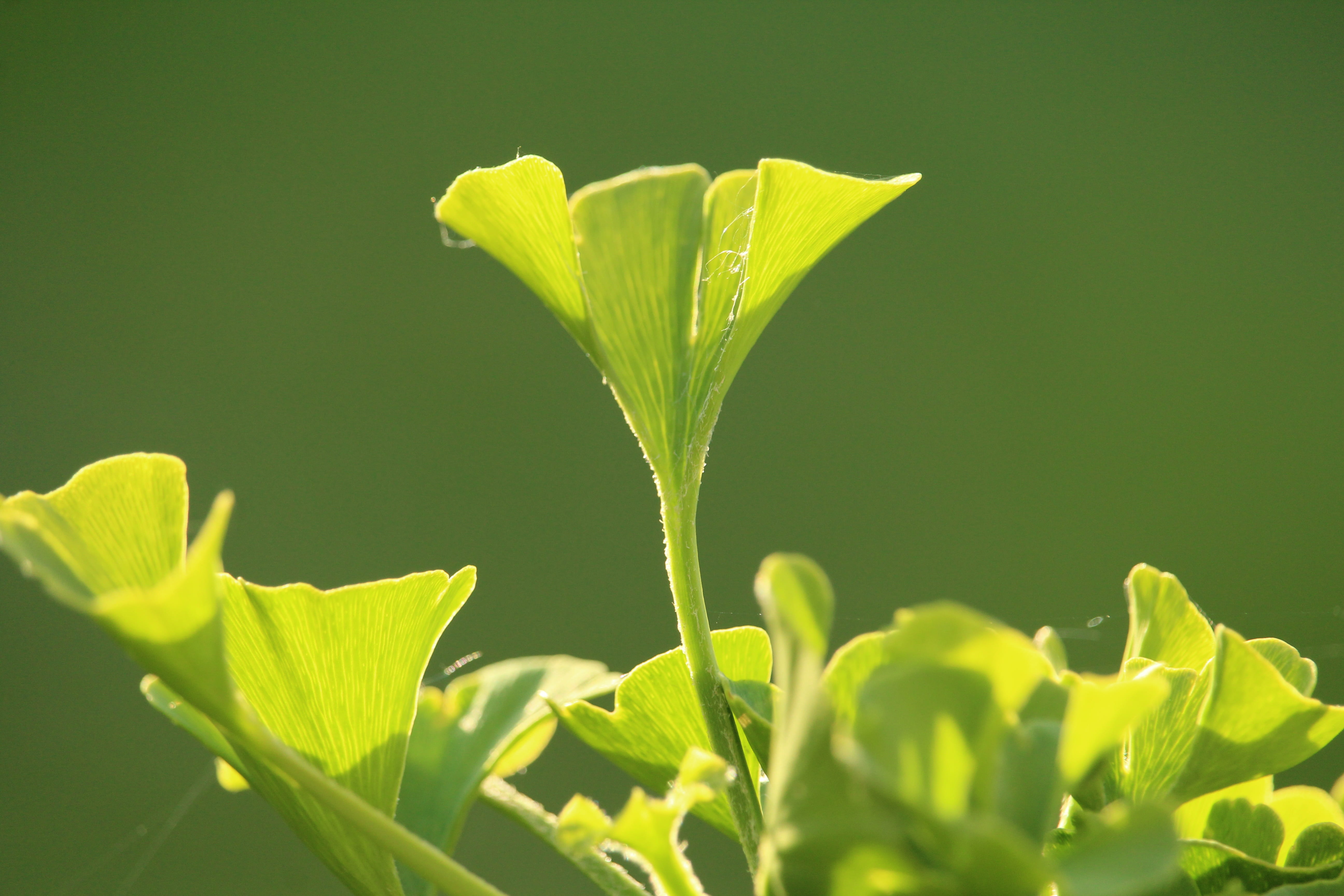 vegetable, growth, green color, food and drink, 5K, plant part, single object, food, beauty in nature, outdoors, new life, nature, agriculture, close-up, HD Wallpaper