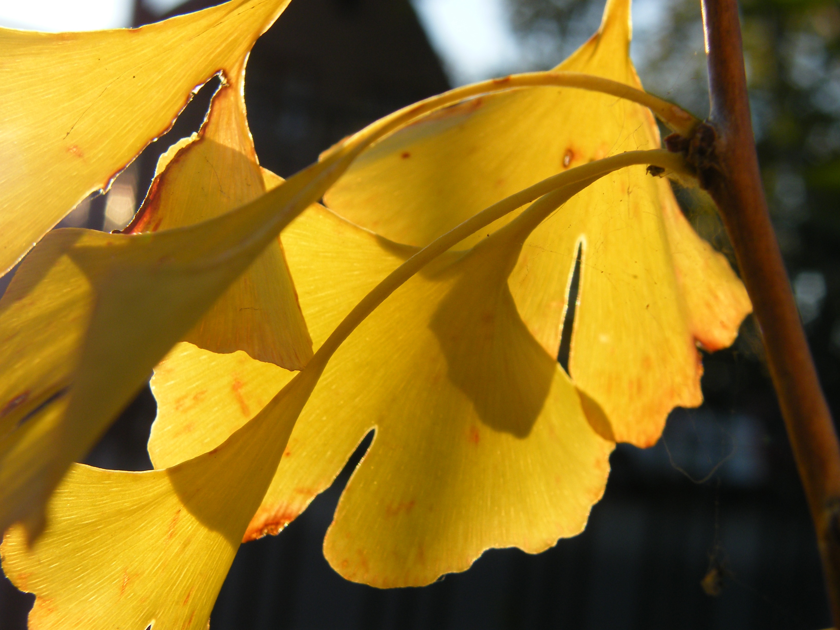 day, autumn, autumn decoration, flower, focus on foreground, yellow, vulnerability, close-up, october, pollen, petal, no people, autumn motives, beauty in nature, HD Wallpaper